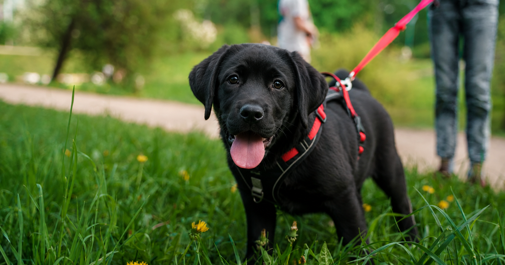 The Best Puppy Leashes (Plus Trainer-Approved Tips for Leash Training)