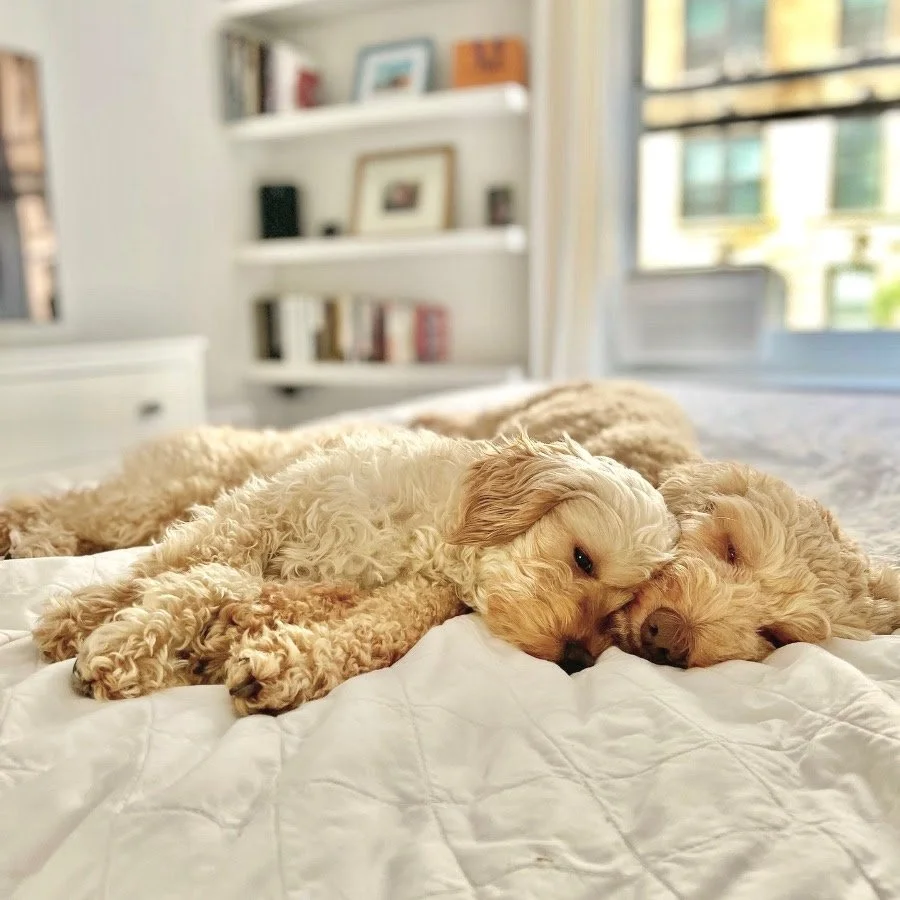 April Showers Bring Wallflowers — Shelby Semel Dog Training