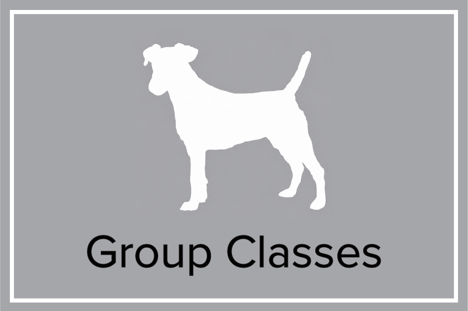 Shelby Semel Dog Training | Group Classes for Dogs in New York City