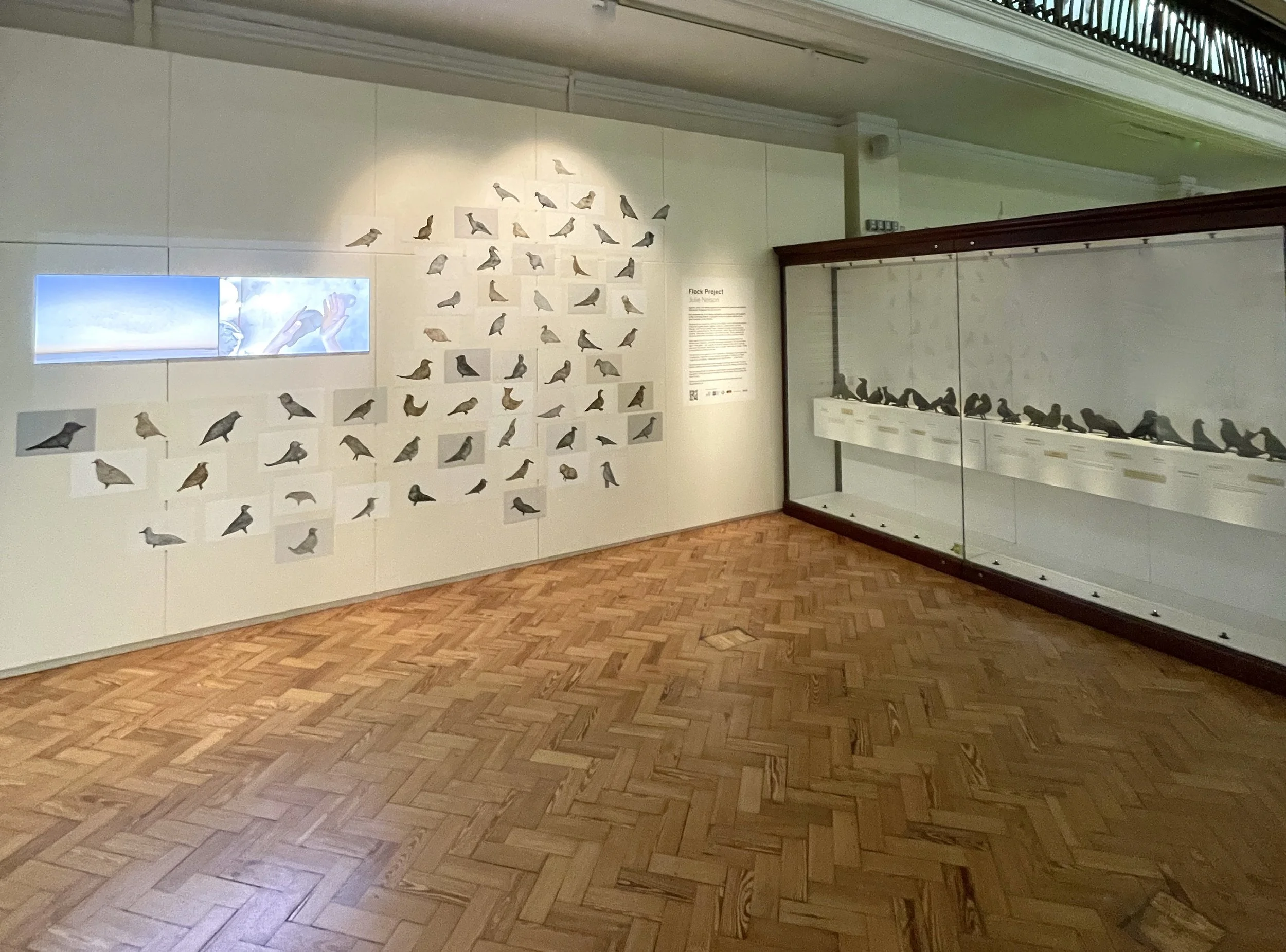  The Horniman exhibition in the Natural History Gallery, May 2023 to March 2024. Ceramic birds sculpted by the Grounding Project, drawings by Julie Nelson and a continuous film by Andy Dunn. 