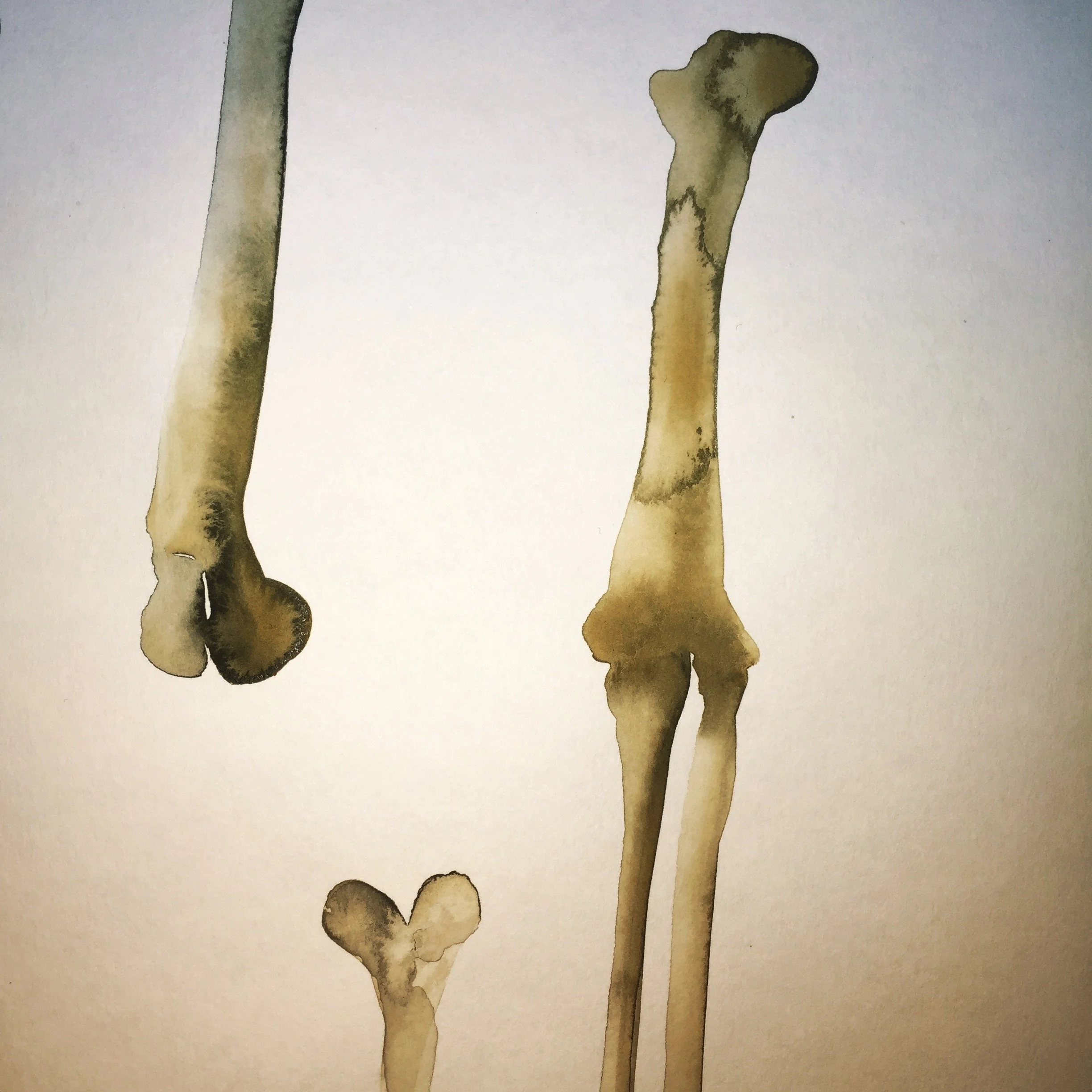  Femur, Tibia, Fibula watercolour 