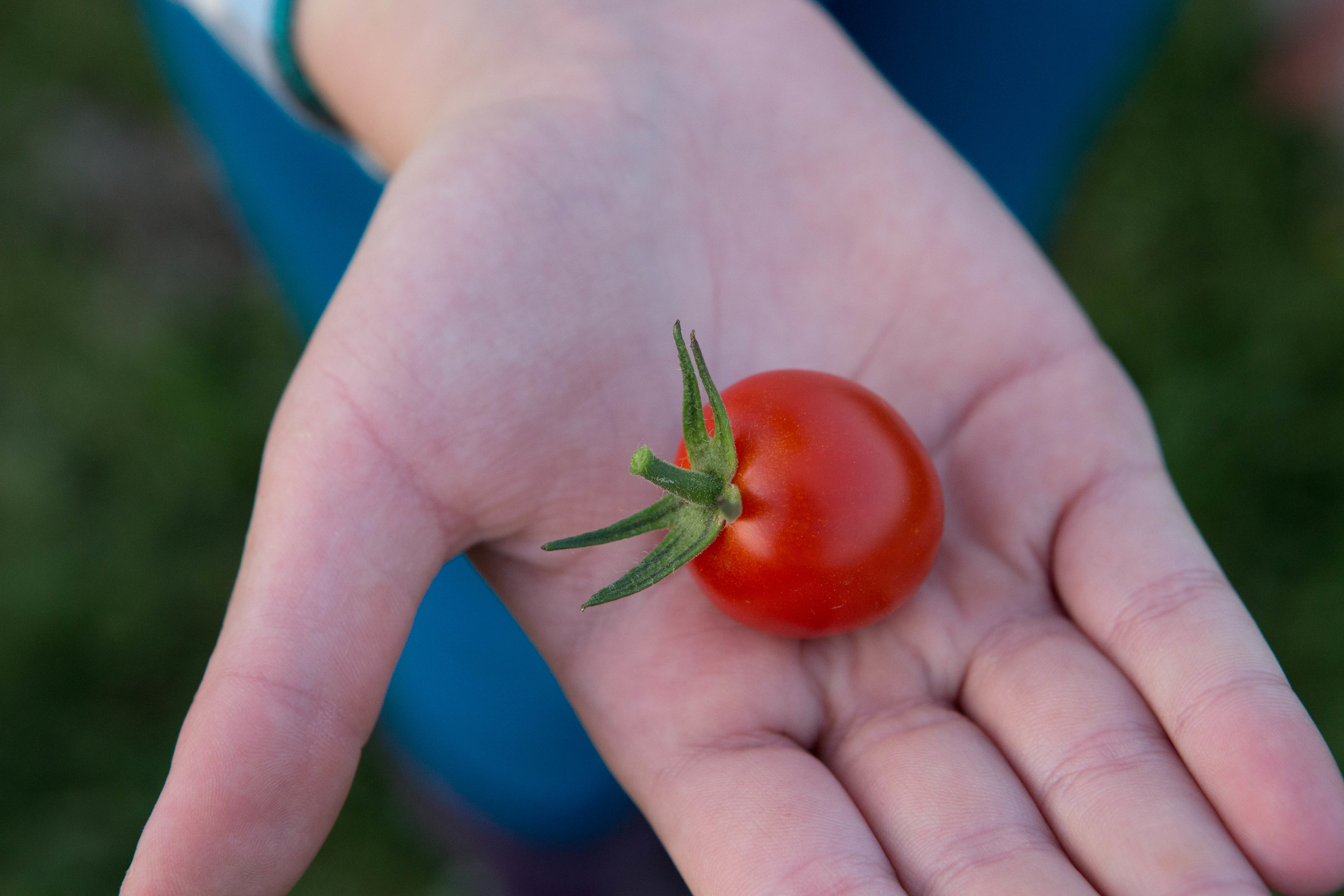 Sweet Million Cherry Tomato