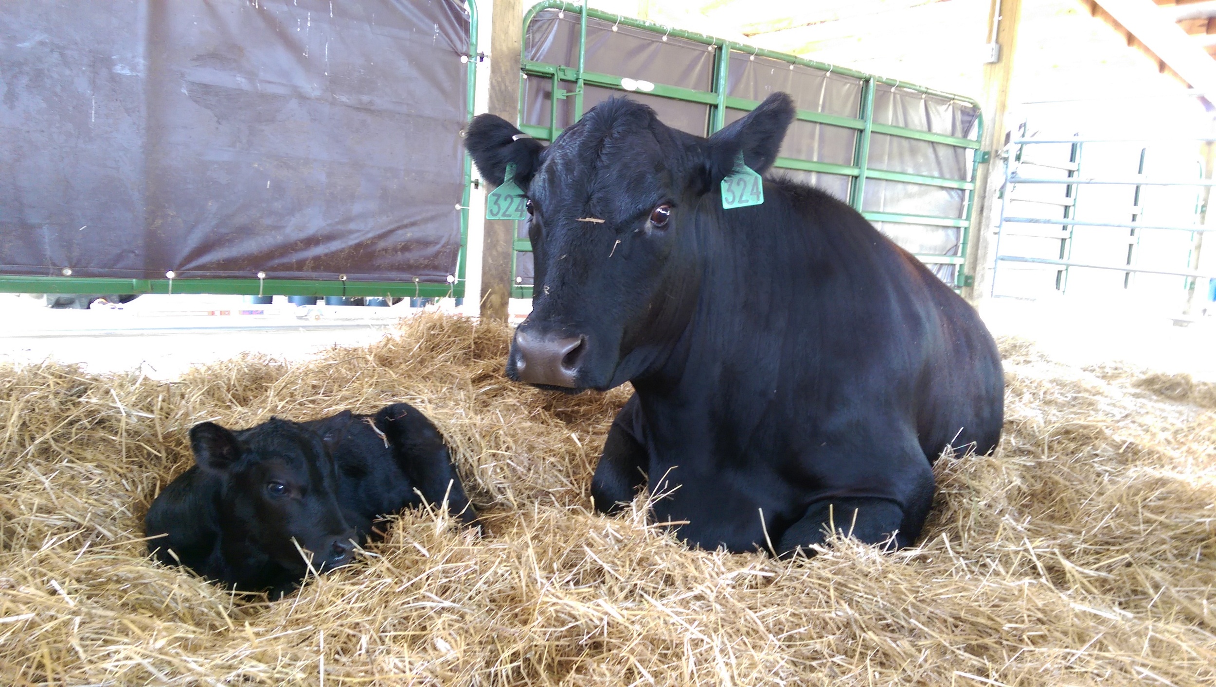 Momma and Calf Resting