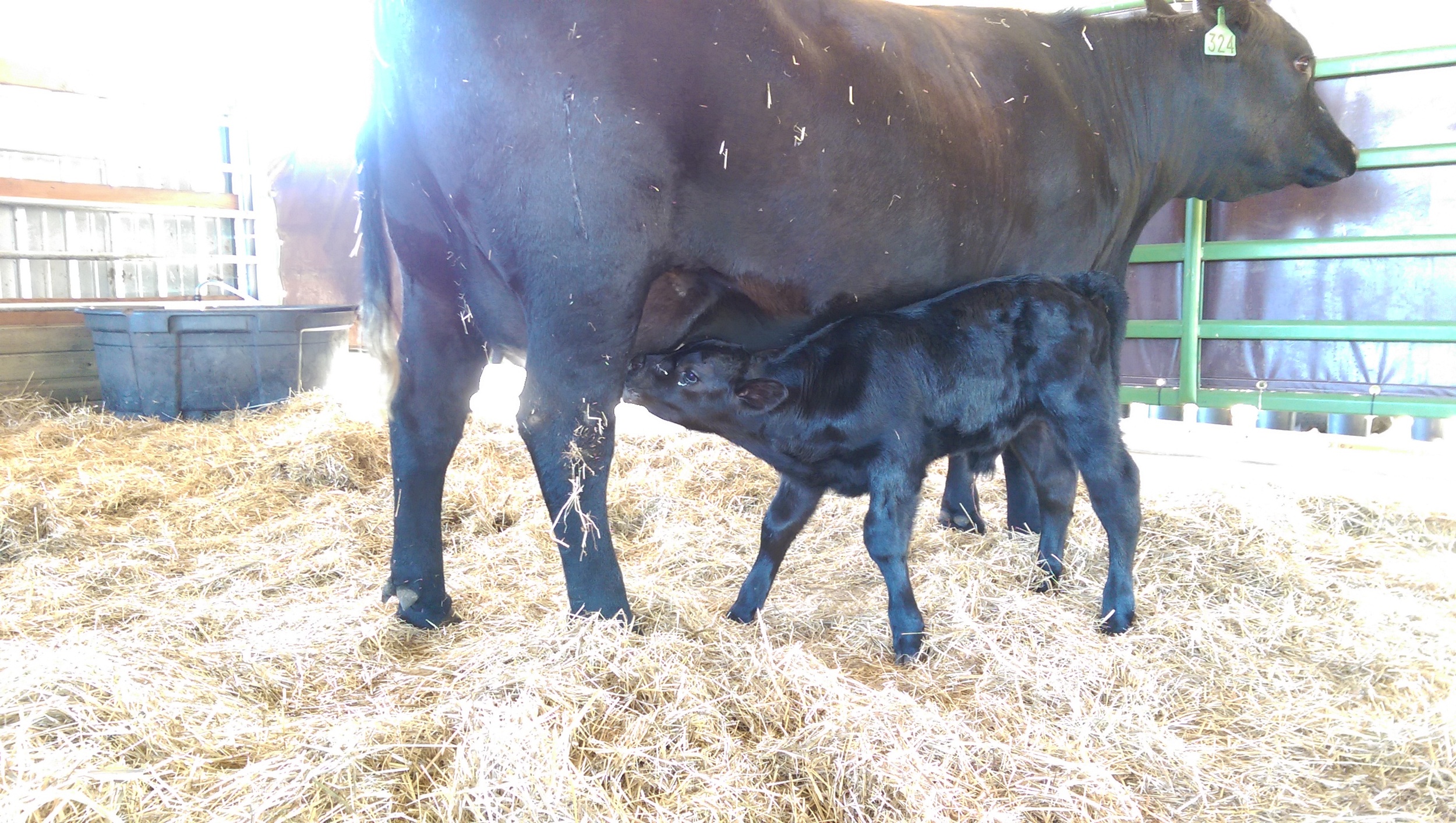 Calf Feeding From Momma