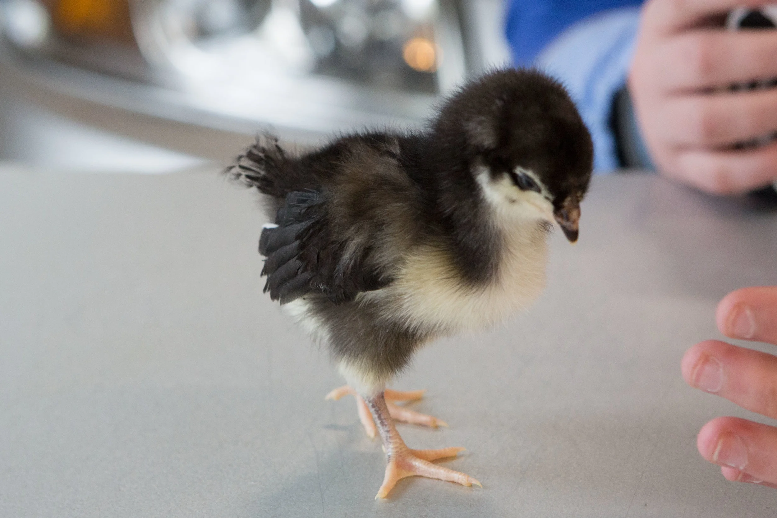 Baby Chick (Ring) Wandering