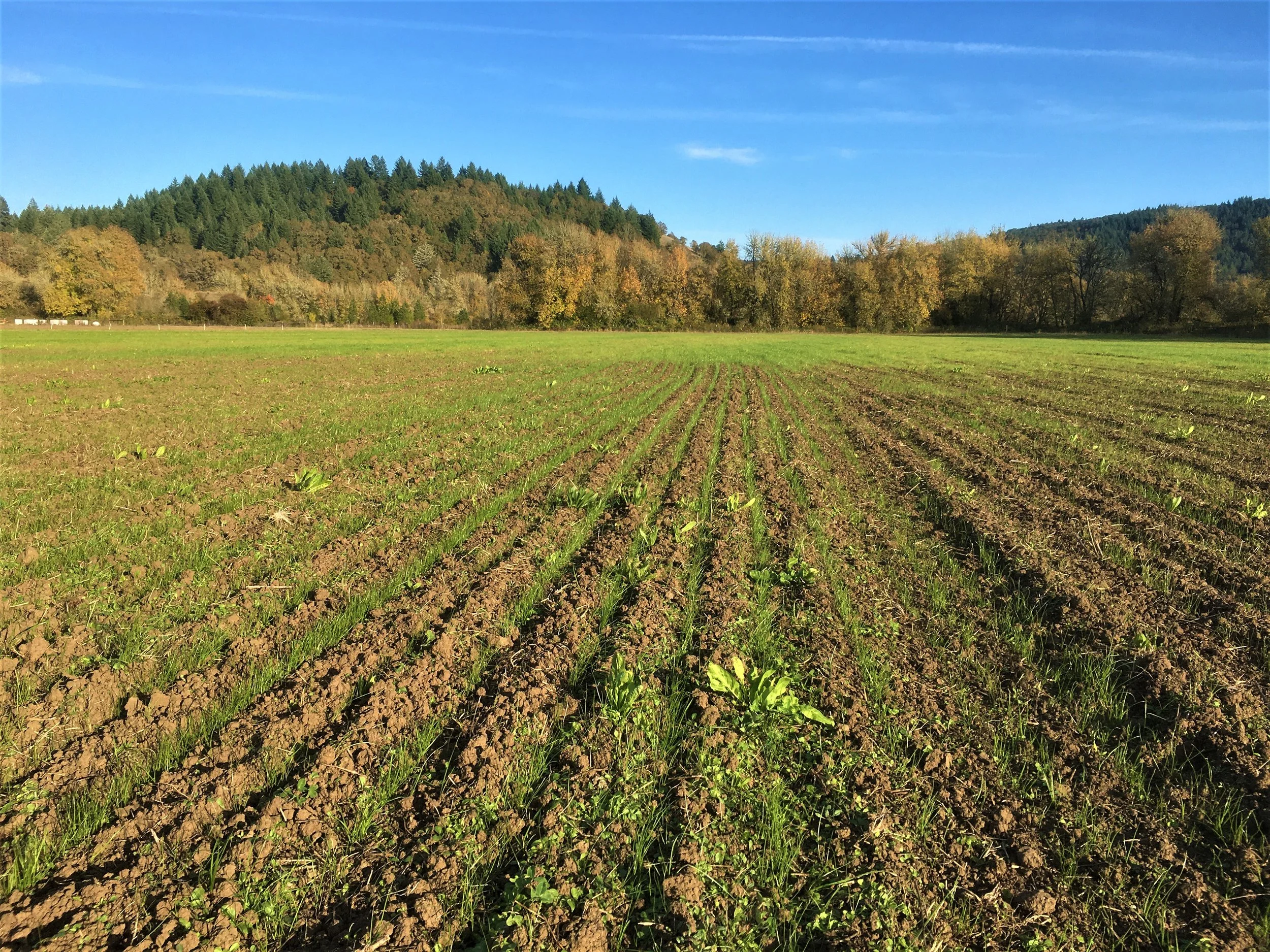 Field Renovation...the Regenerative Way