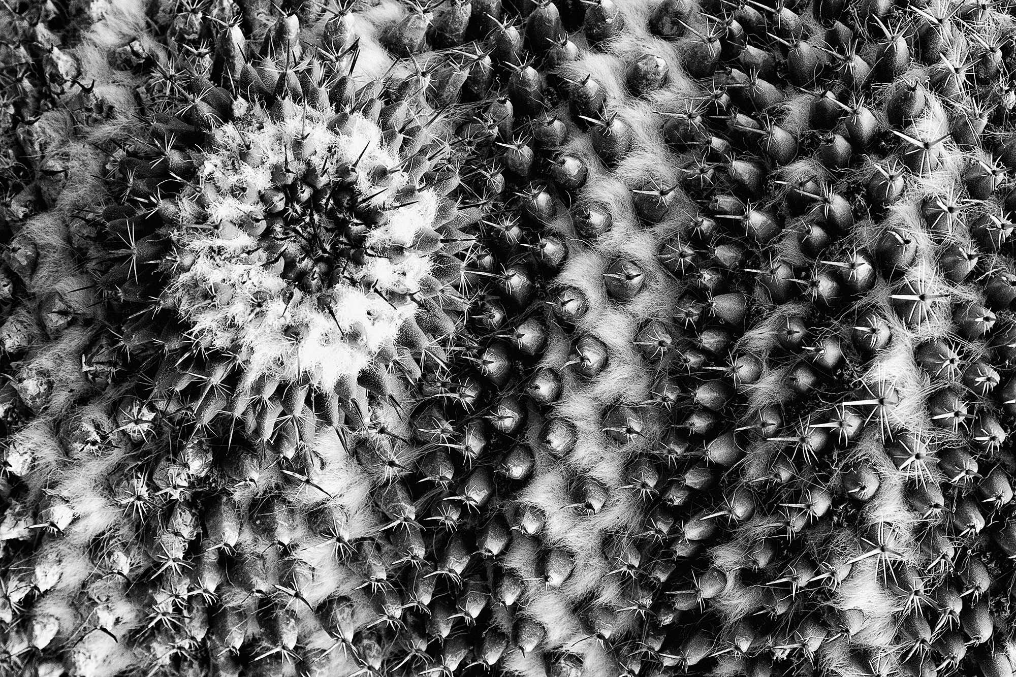 Cactus 04.jpg