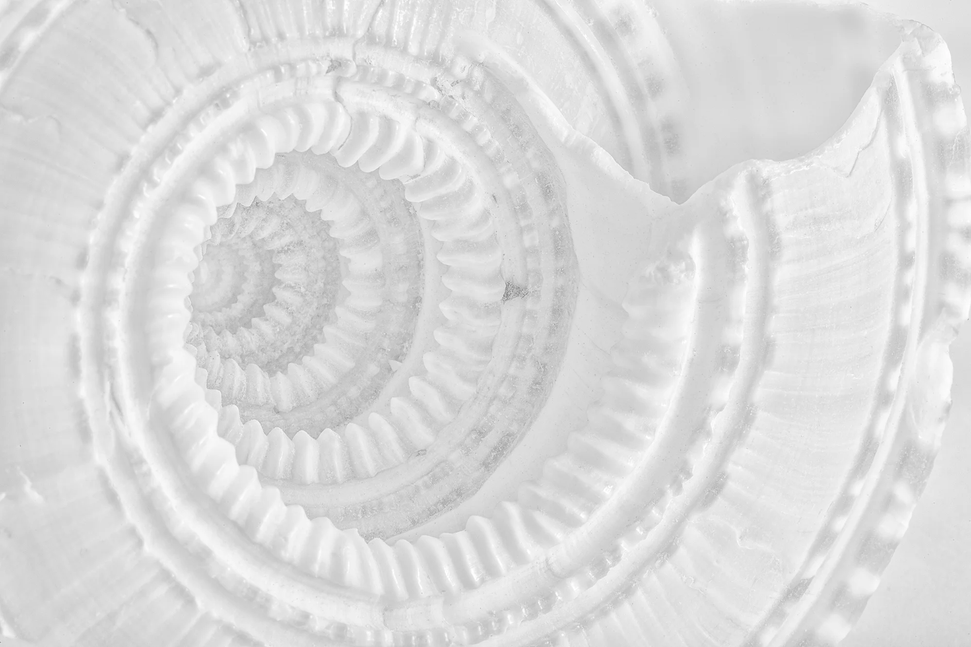 Shells 05.jpg