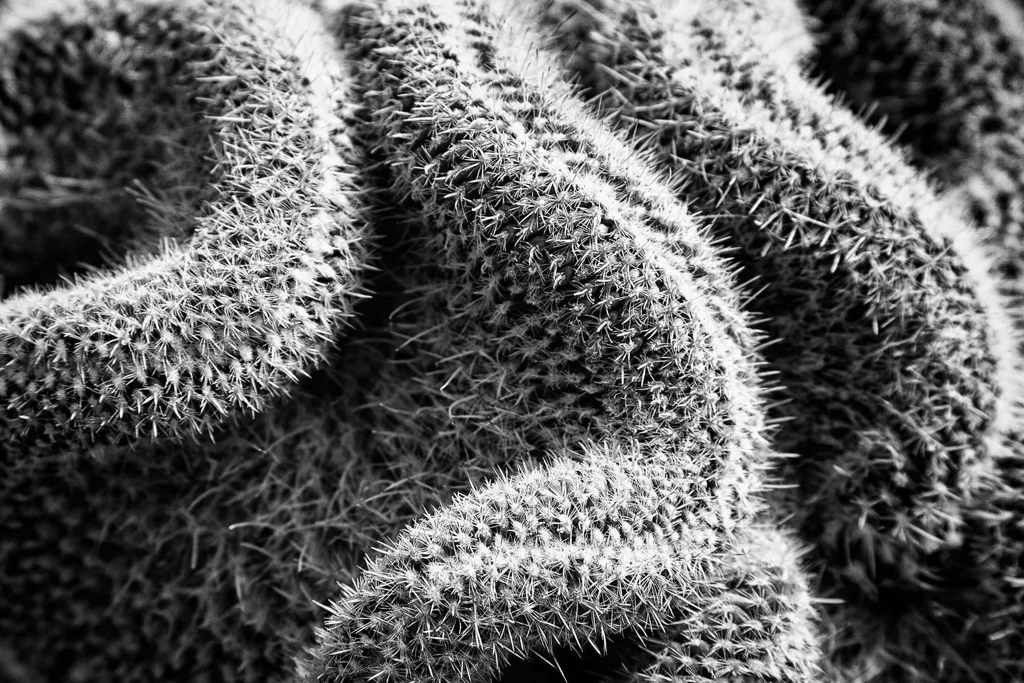 Cactus 05.jpg