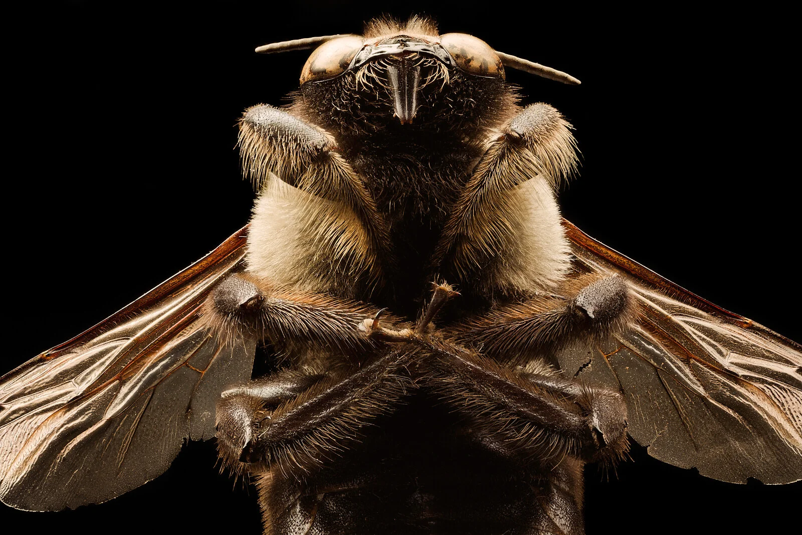 2019-08-28_Eastern Carpenter Bee_03_sRGB_Low.jpg