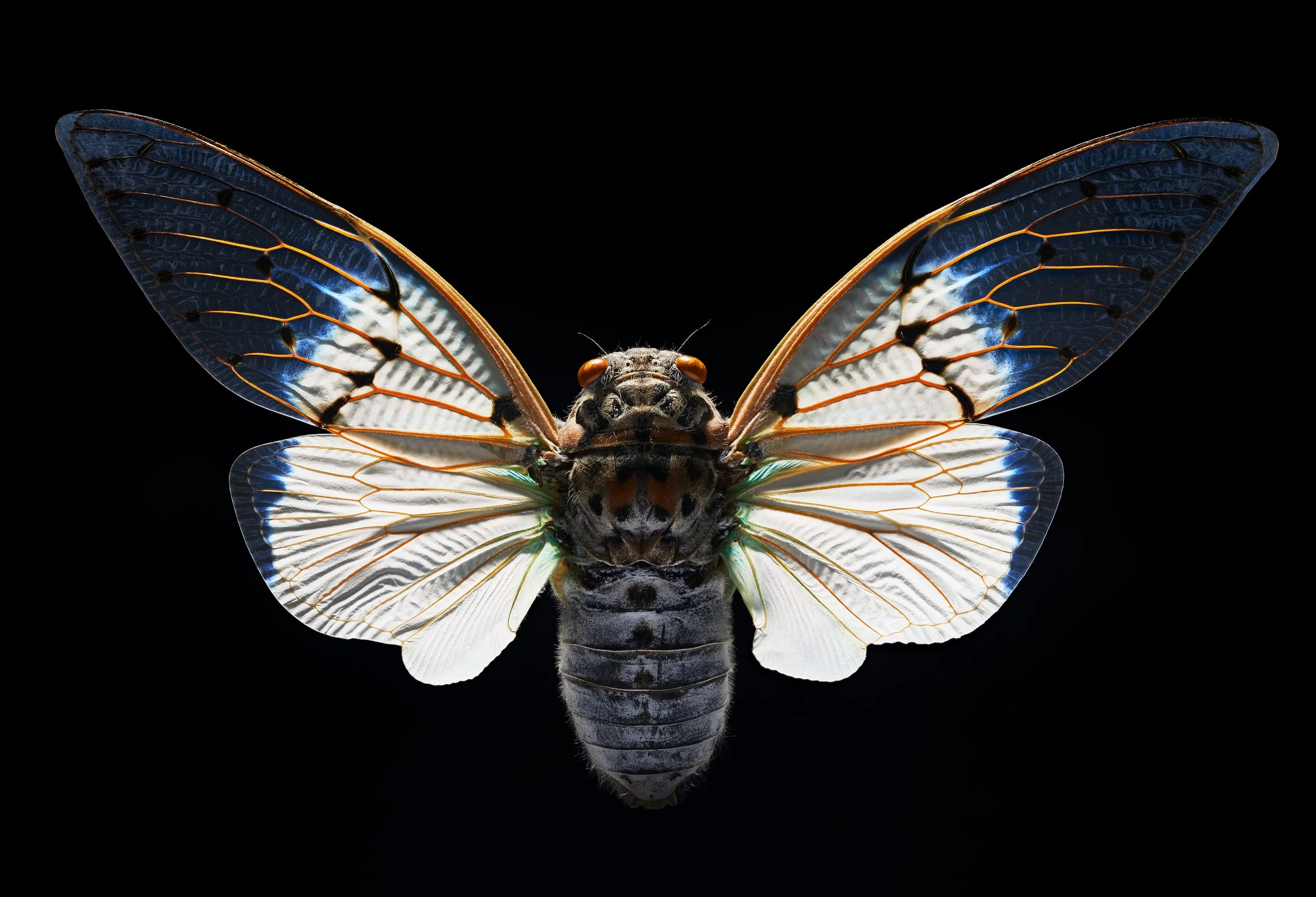 Ghost_Cicada_Ayuthia_Spectibilis.jpg