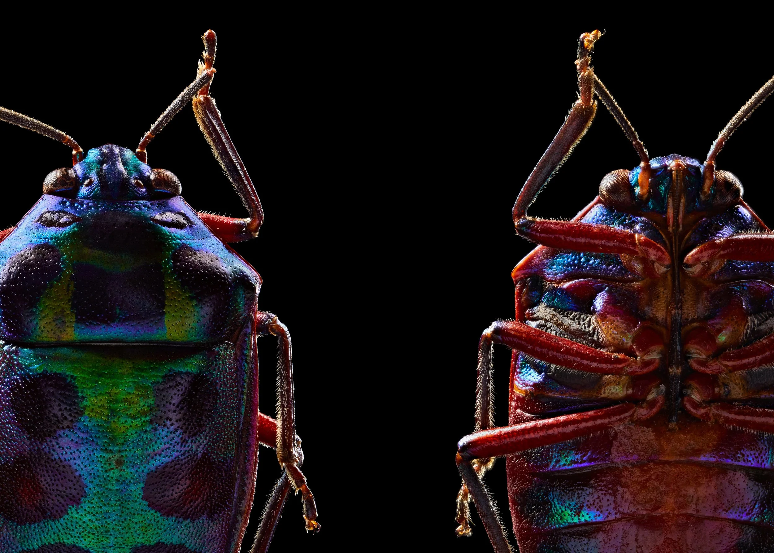 Calliphara Nobilis_Mangrove Shield Bug_Duo.jpg