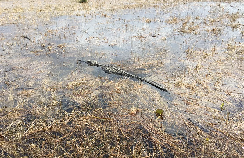 One of the MANY* alligators we saw. *2