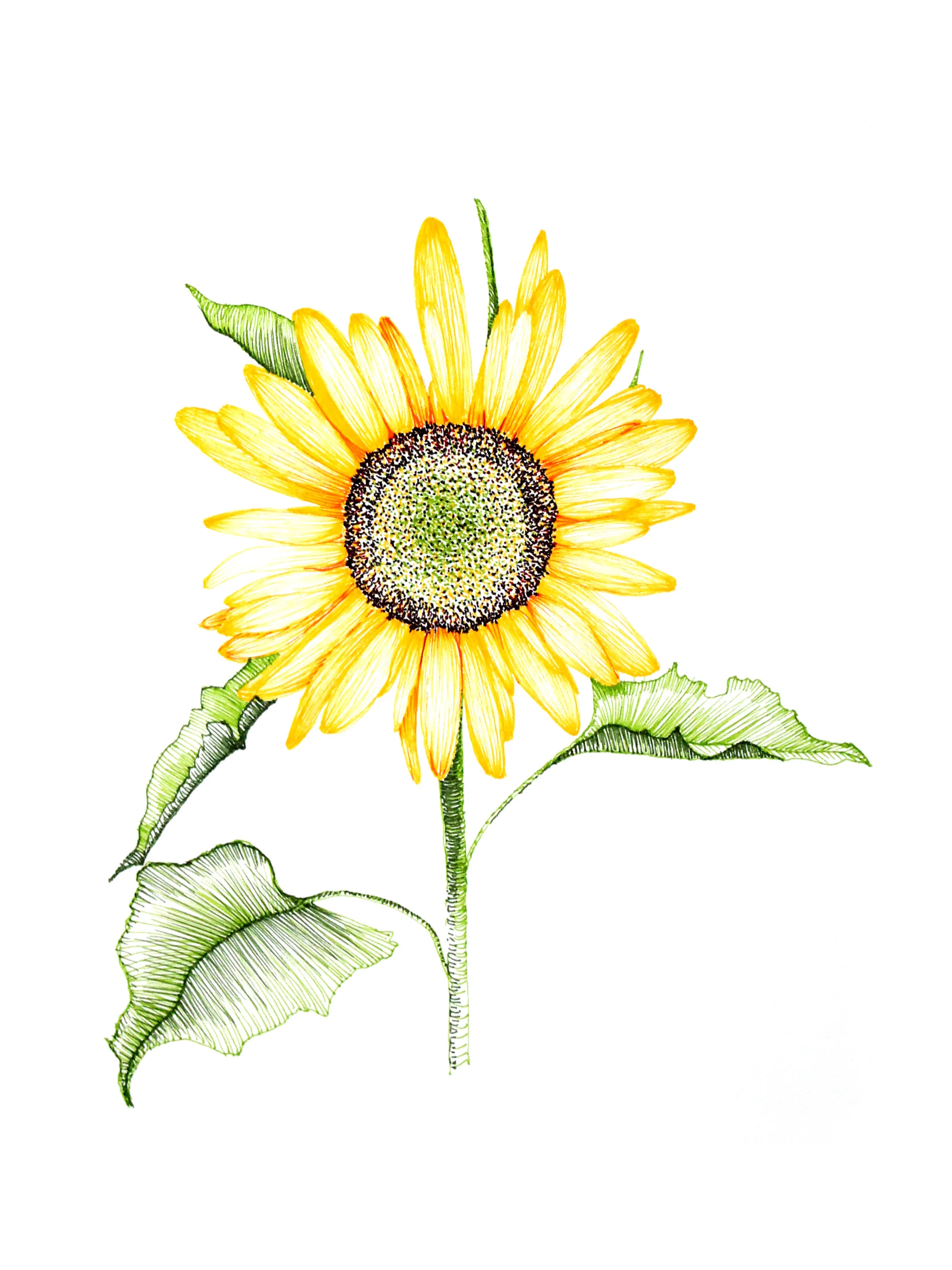 Sunflower