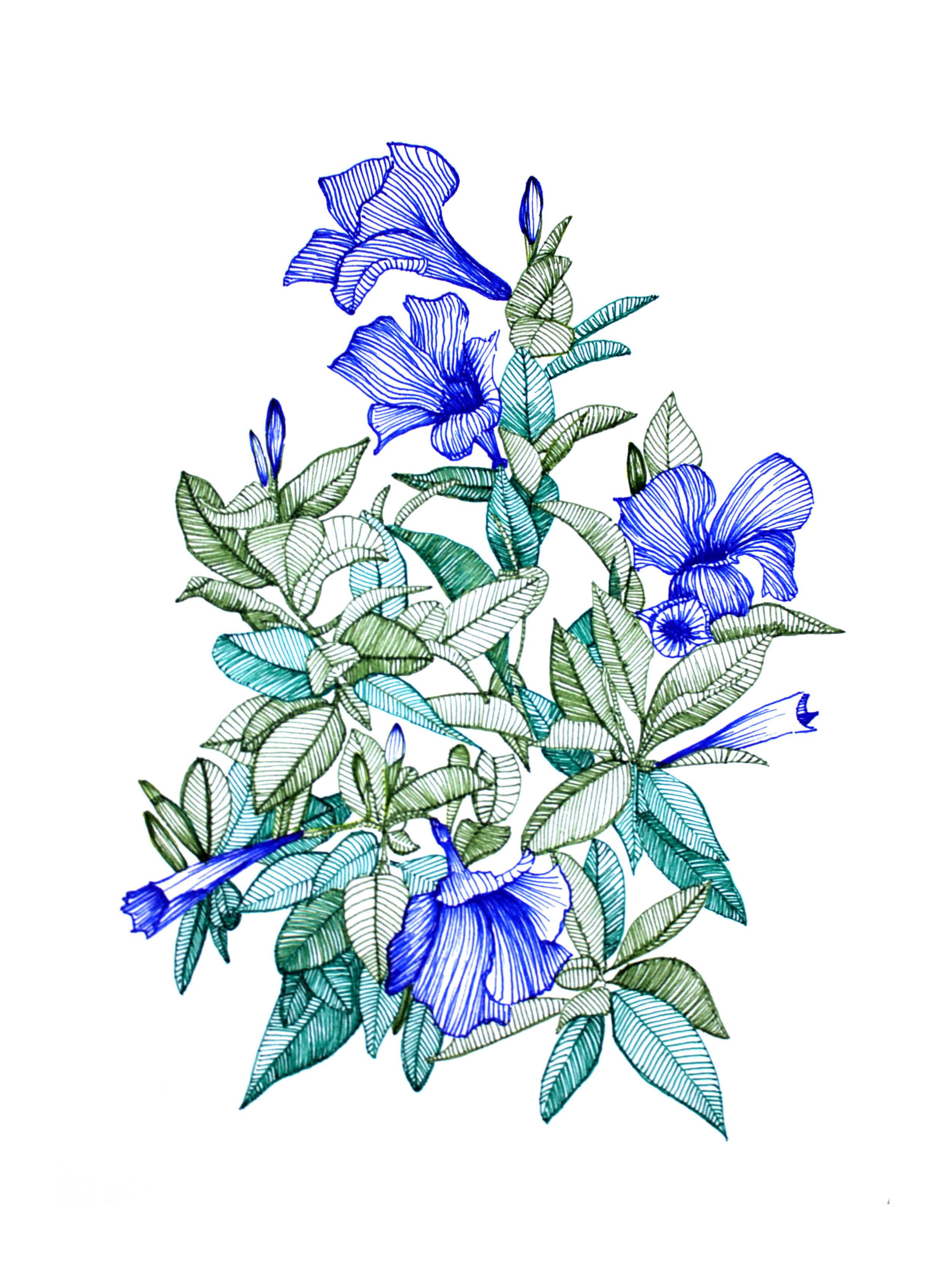 Blue Jasmine II