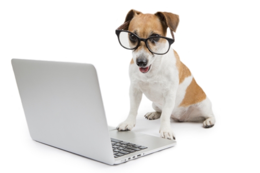 best dog trainer hermosa beach