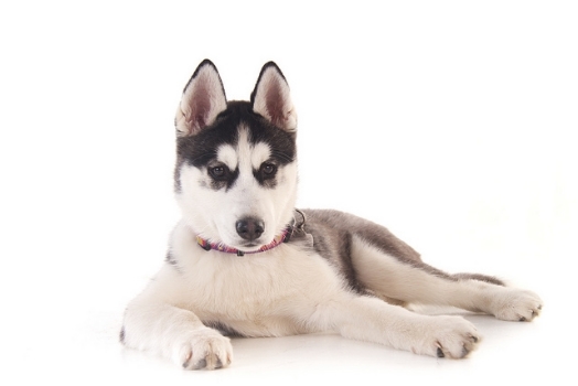 Best dog trainer manhattan beach