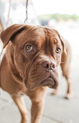 aggressive dog trainer manhattan beach
