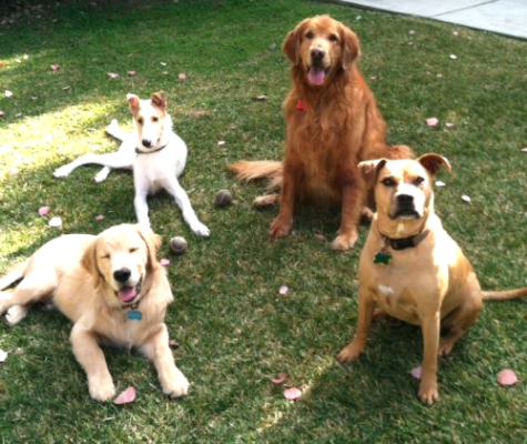 positive reinforcement dog training manhattan beach