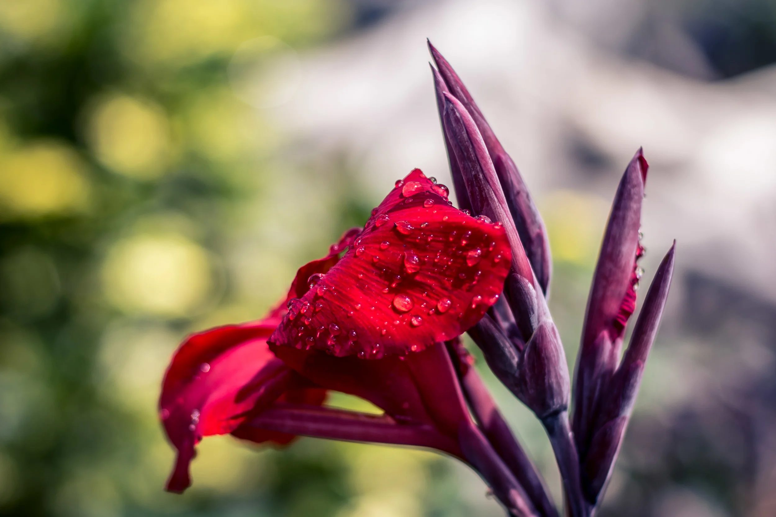 Red Flower