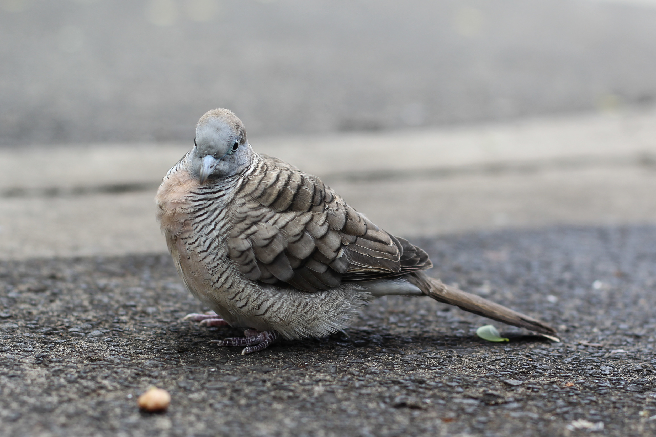 Goodfeather