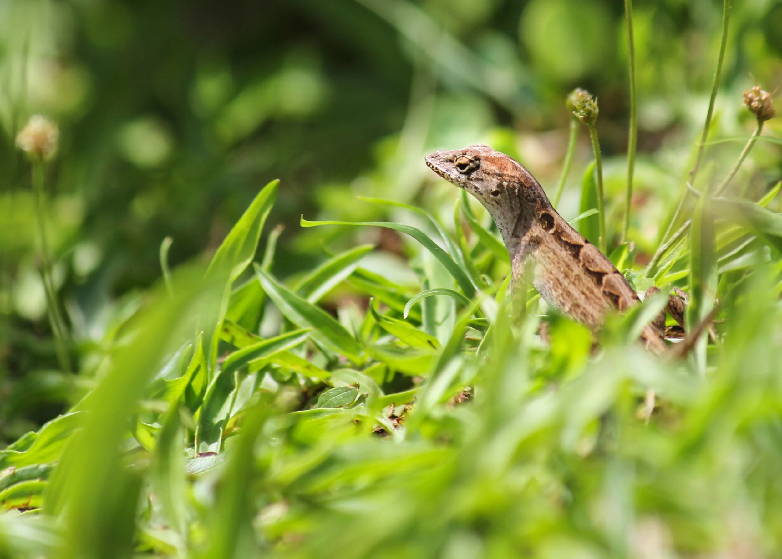 Lizard in the Grass