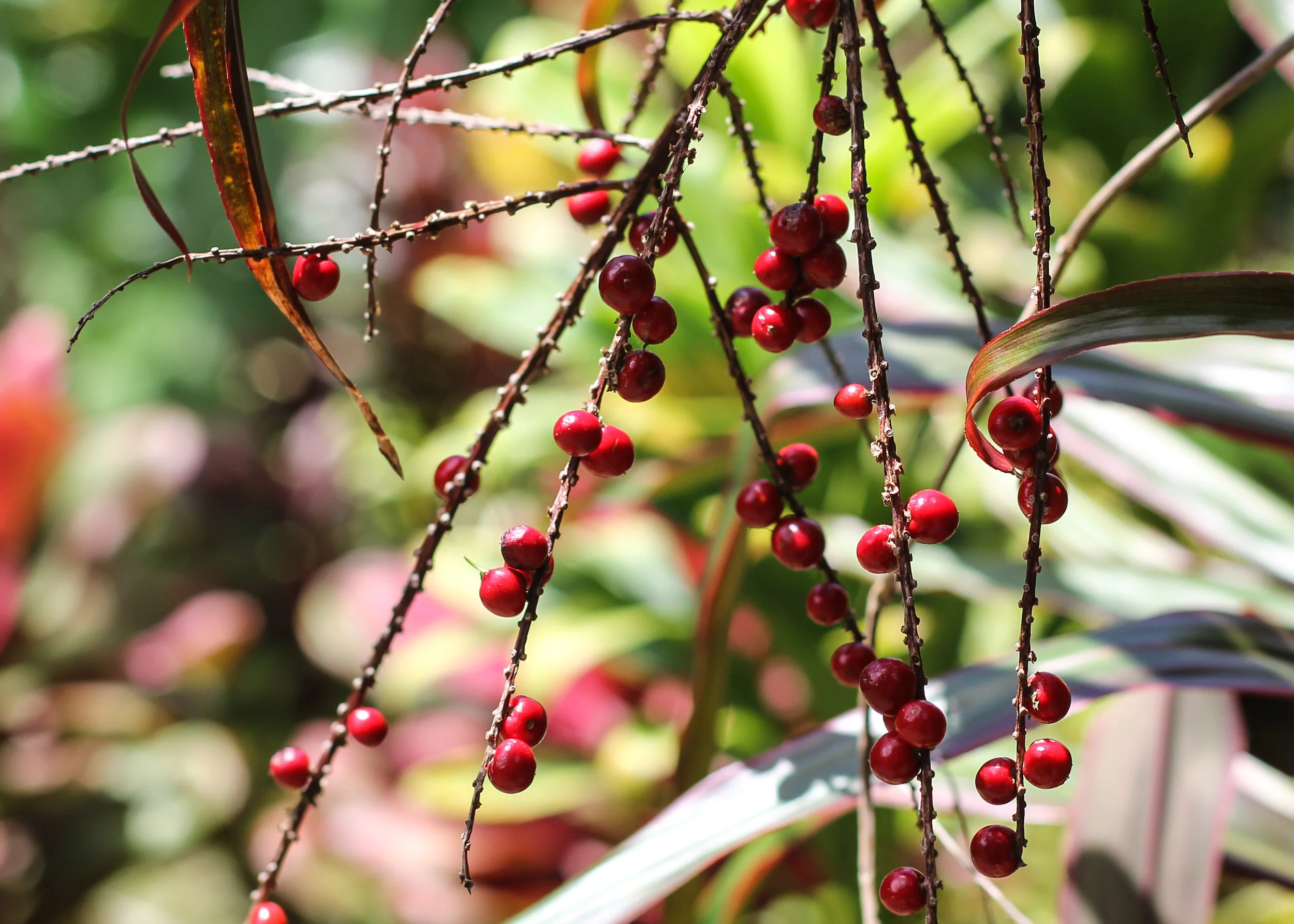 Tropical Berries