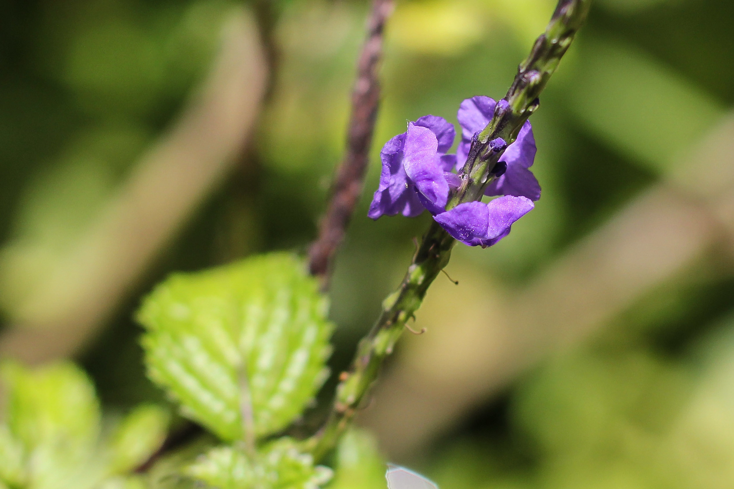 Purple Flower