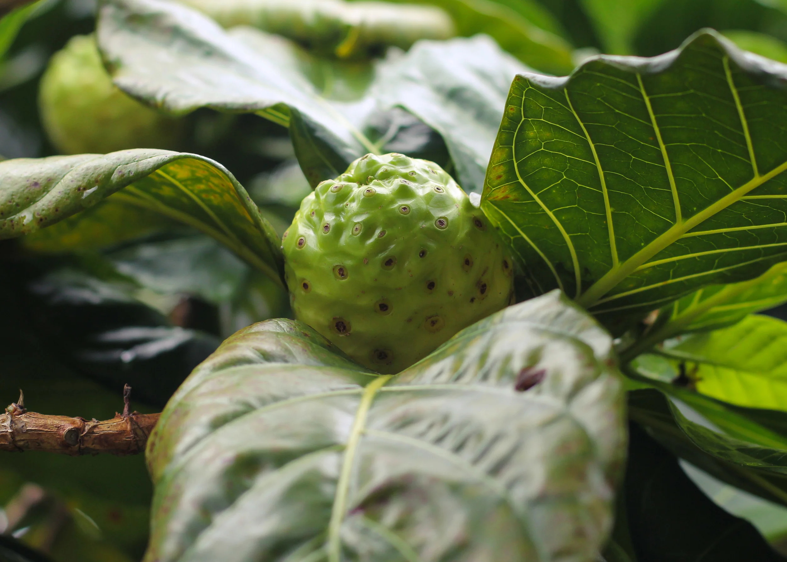 Noni Fruit