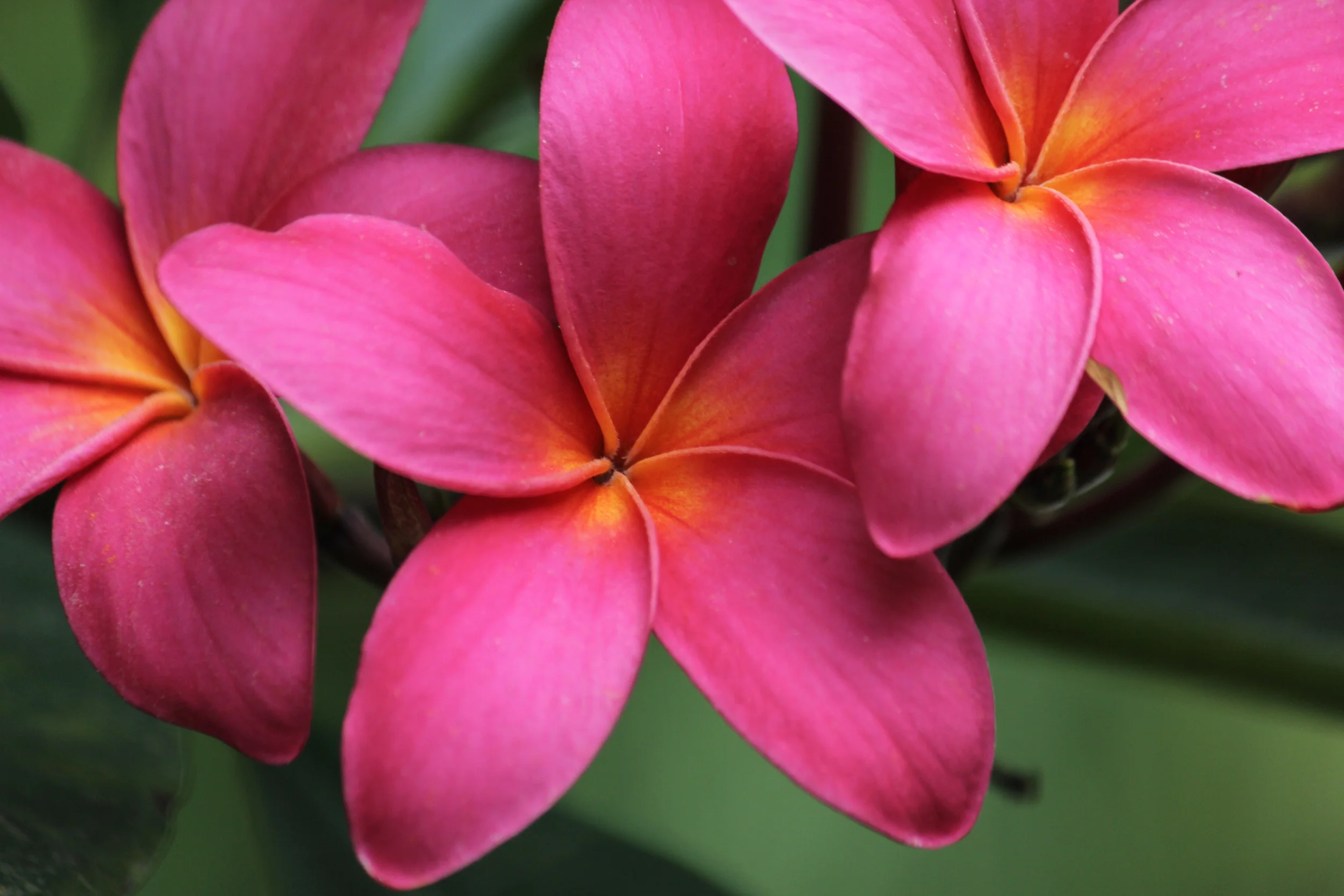 Plumeria I