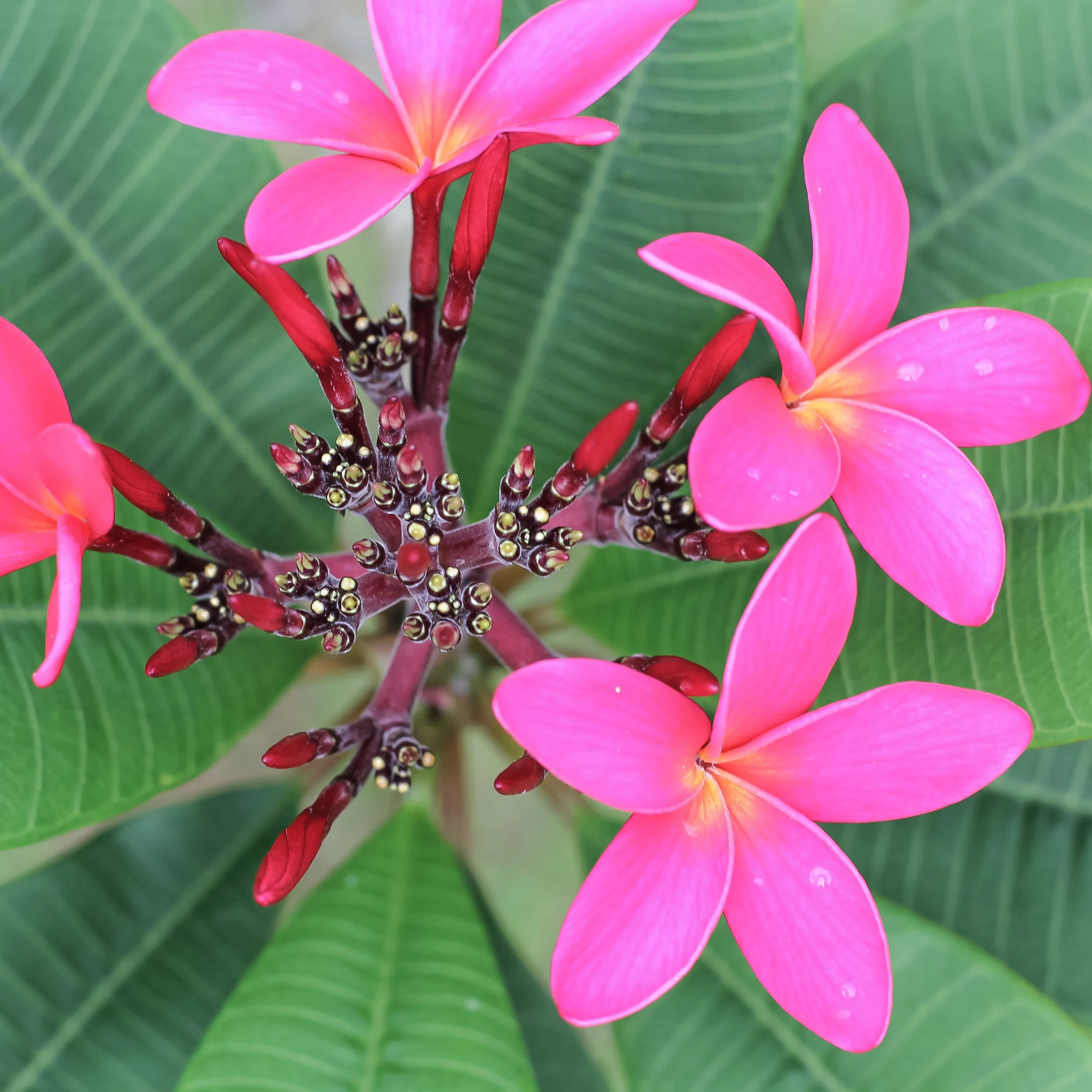 Plumeria II