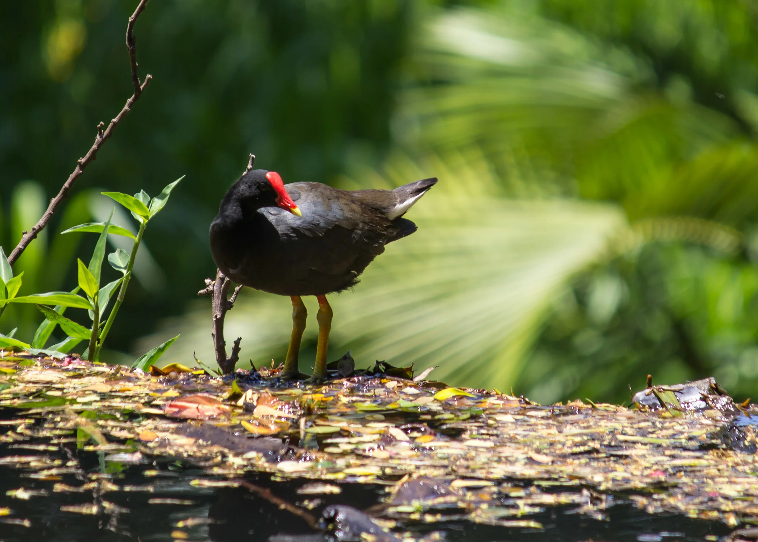 Hawaiian Gallinule