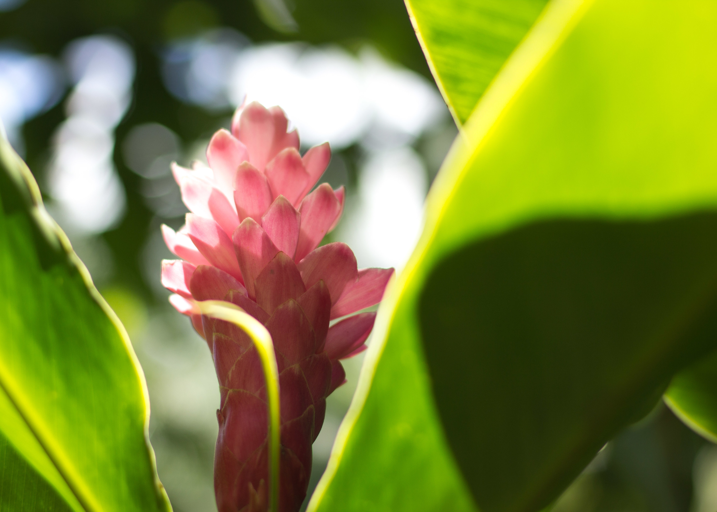 Pink Flower