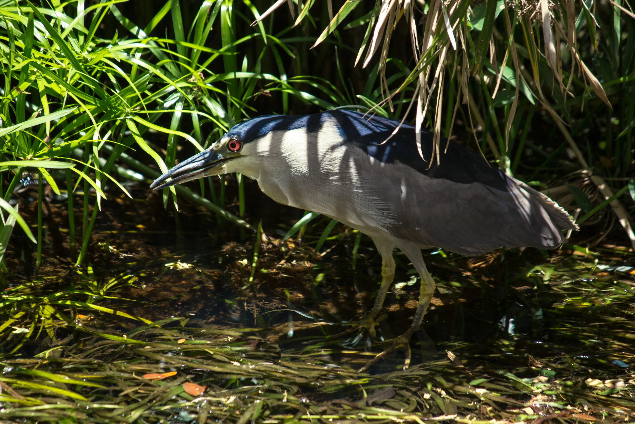 Black-crowned Night Heron