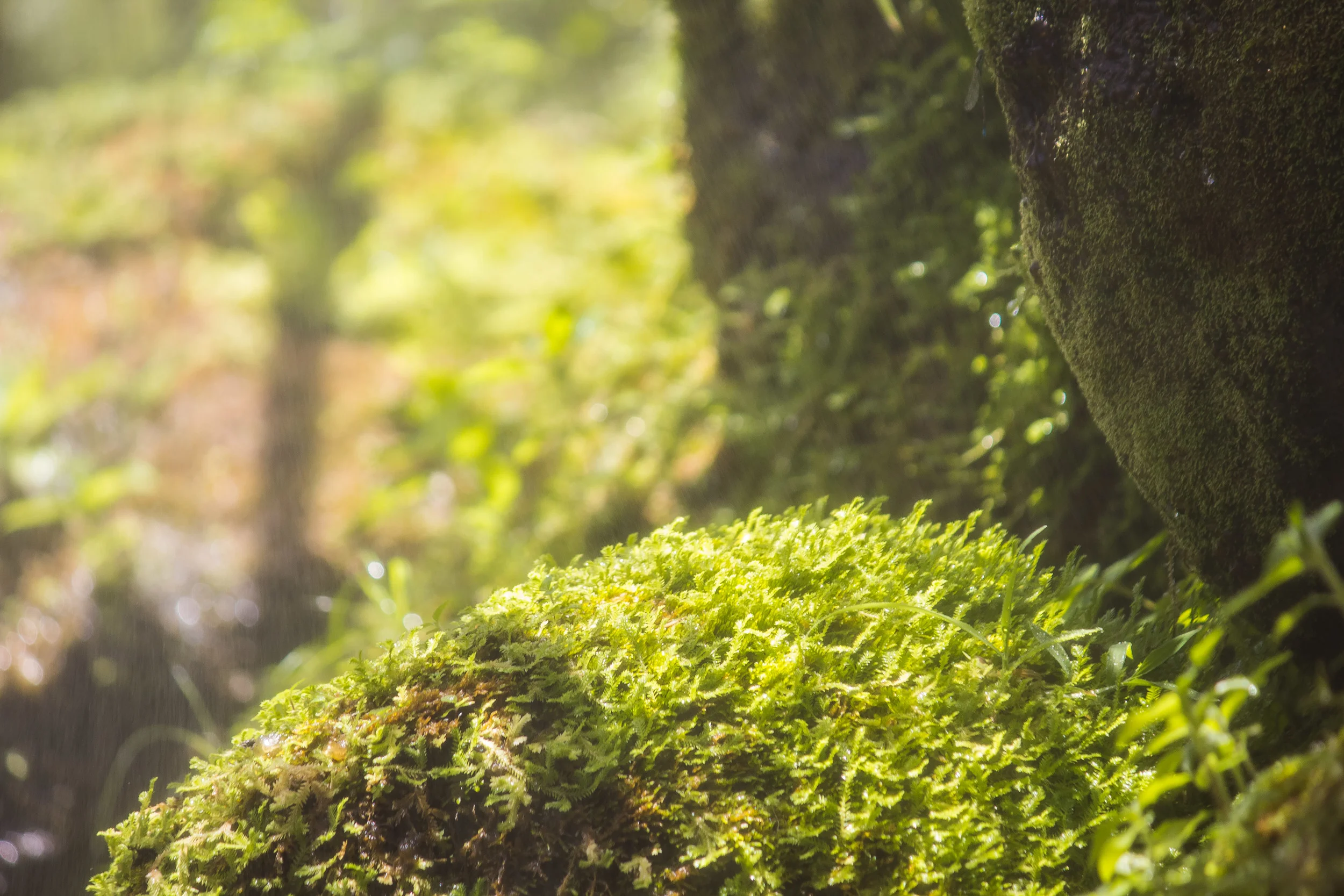 Moss on a Rock