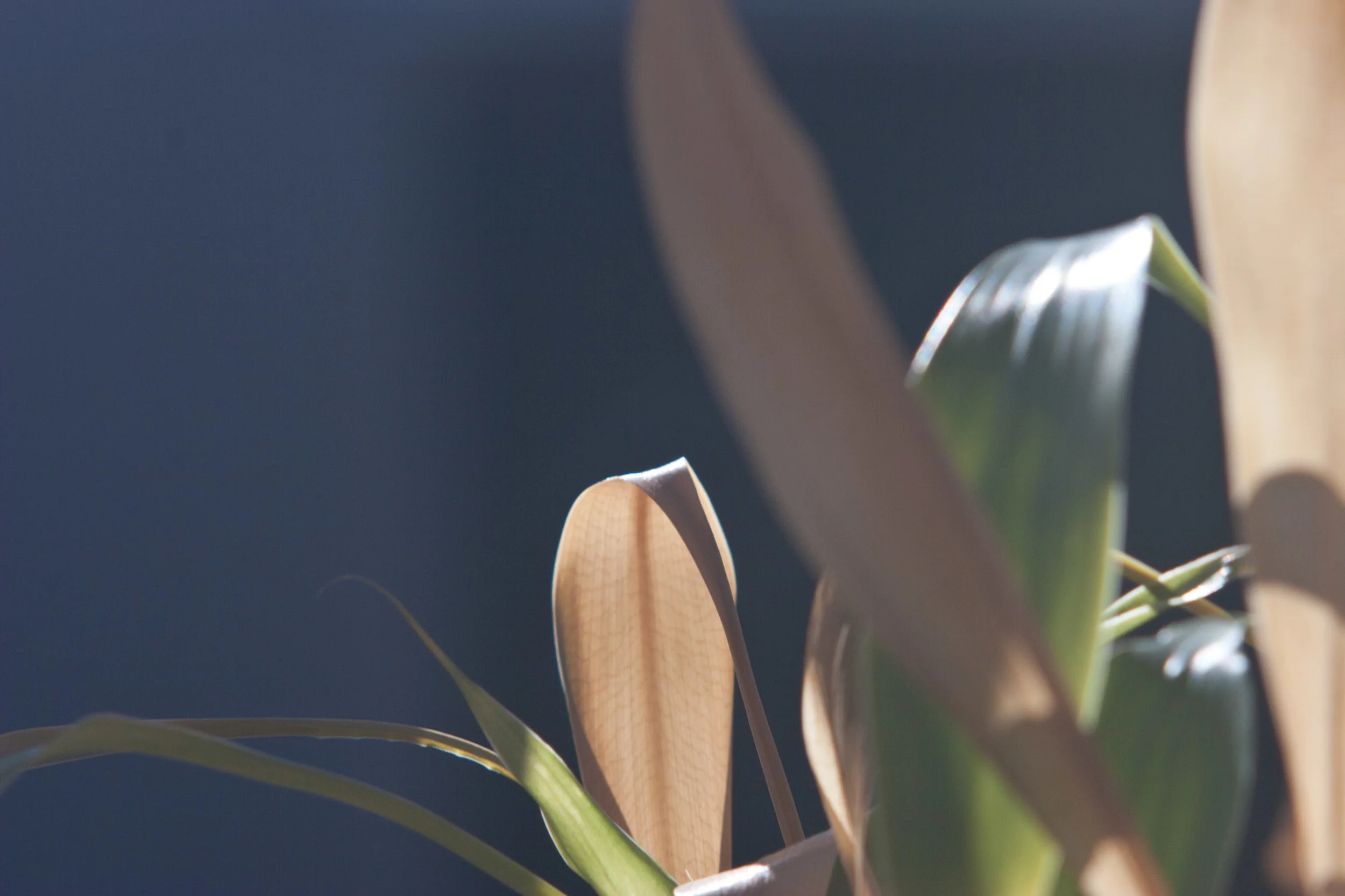 Bamboo Leaves