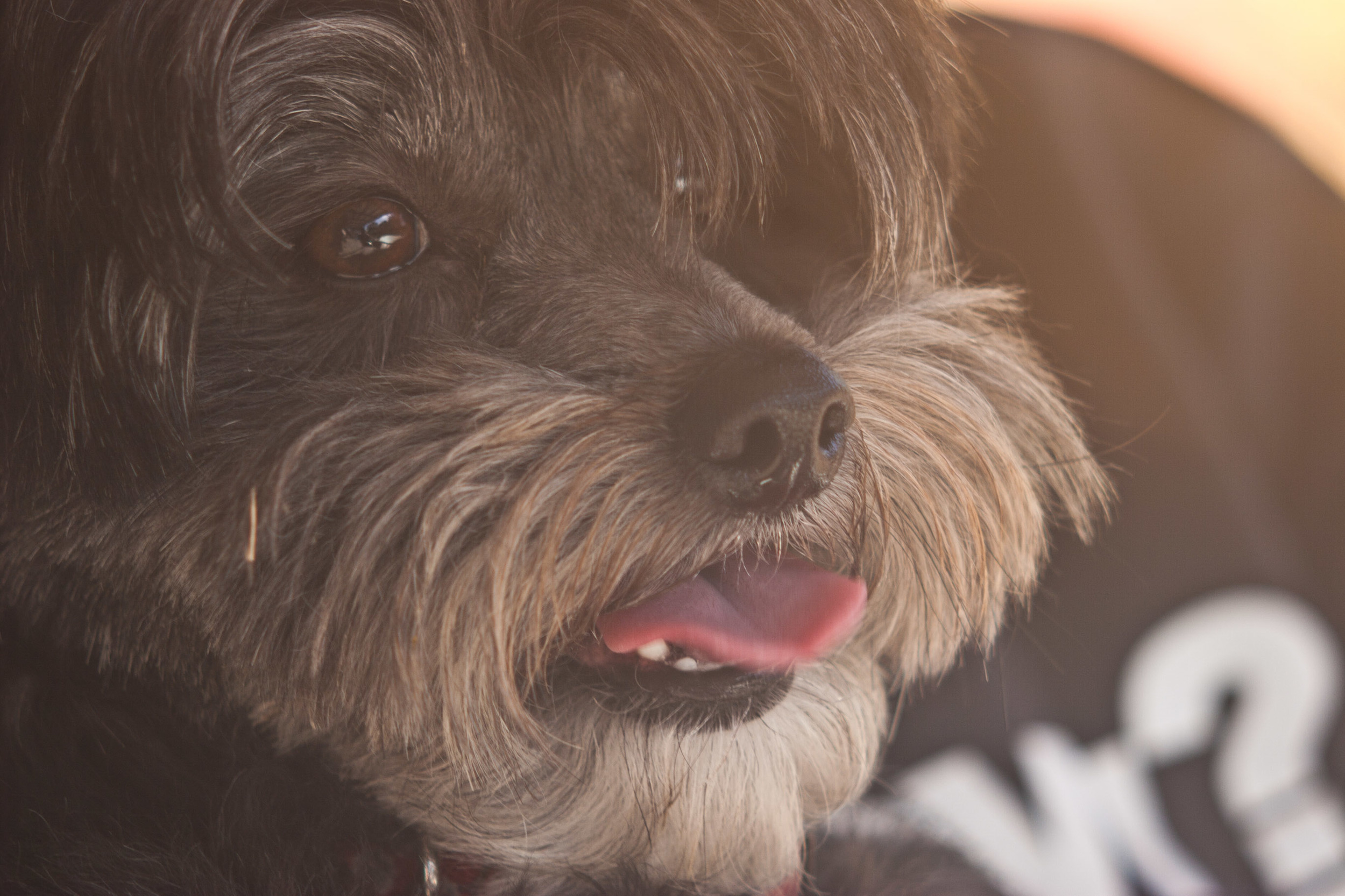 Willie the Maltipoo