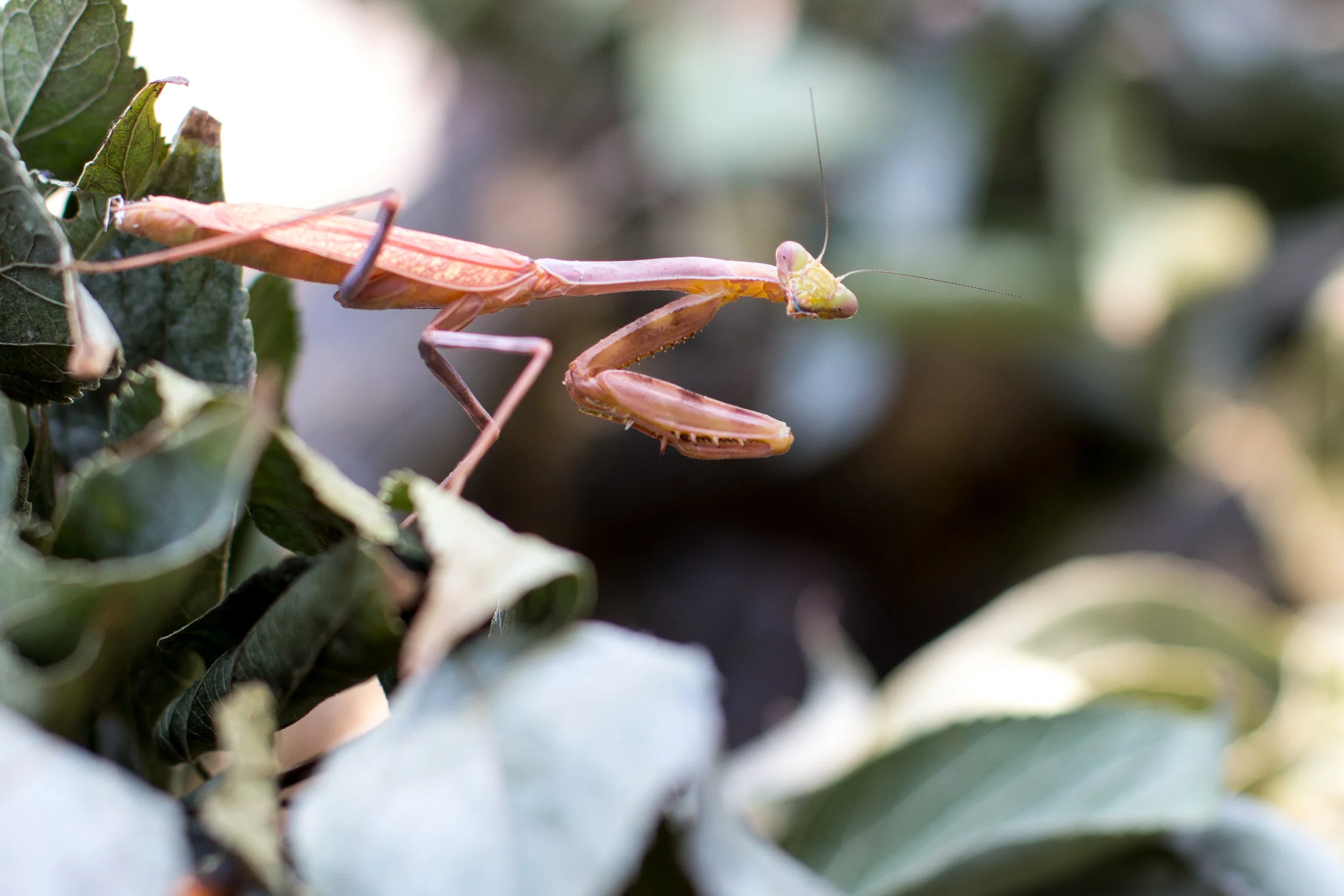 mantis-1.jpg