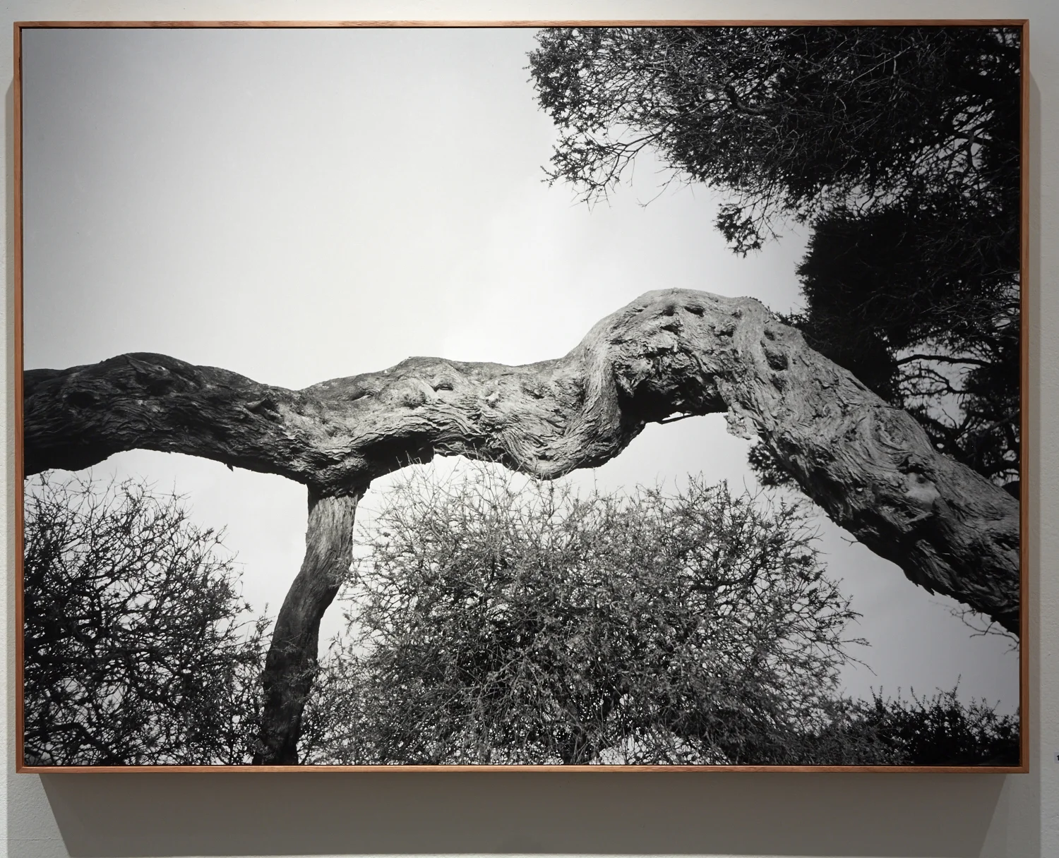 #11 Tree Arm, Cape Schanck