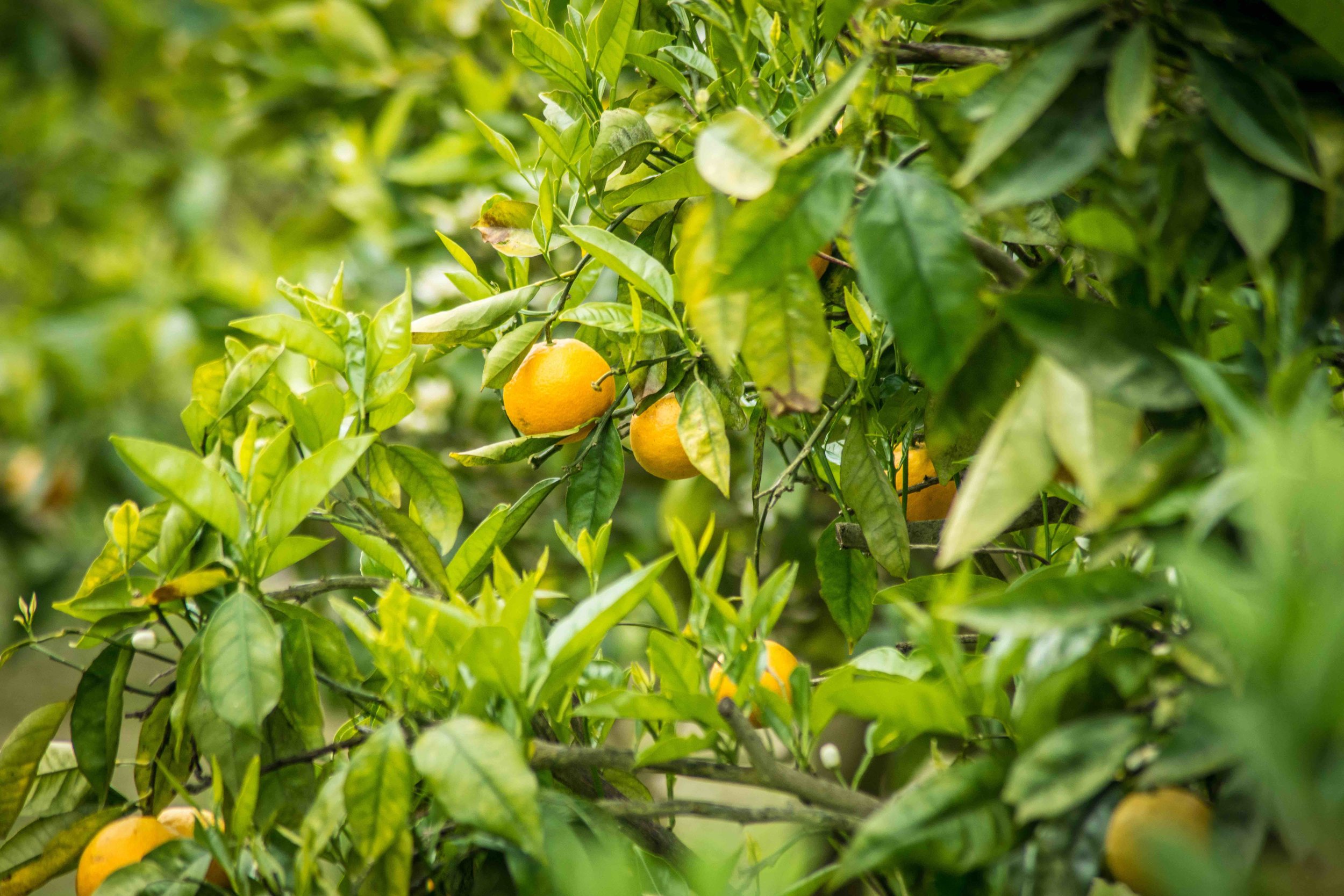 Amano-3 (3) copy.jpg