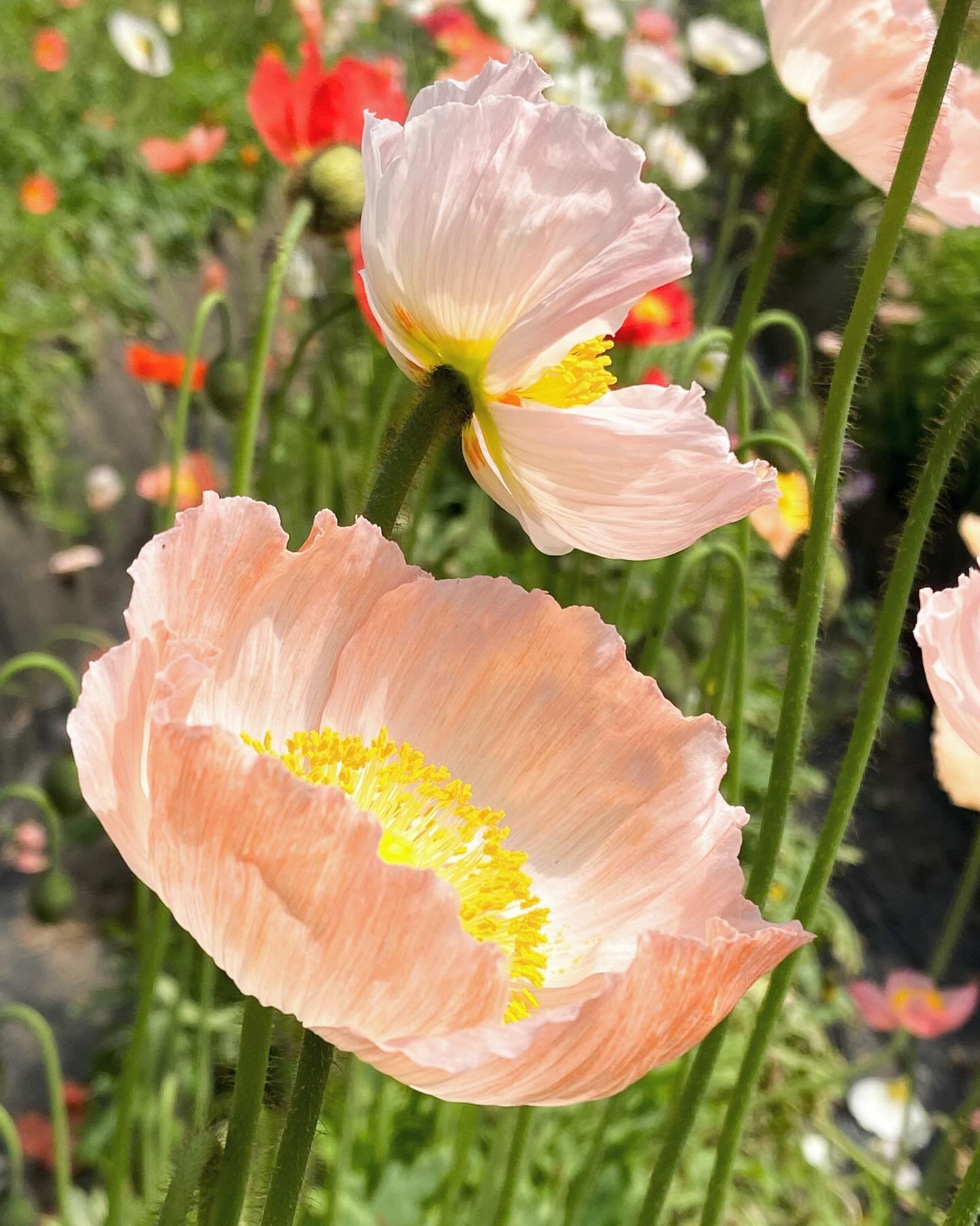 春の日差しに
色が踊る

#irodori_baby #花 #4月 #カラフル #自然色 #naturalcolors #flower #はなのある生活 #はなのあるくらし #花のある生活 #花のある暮らし