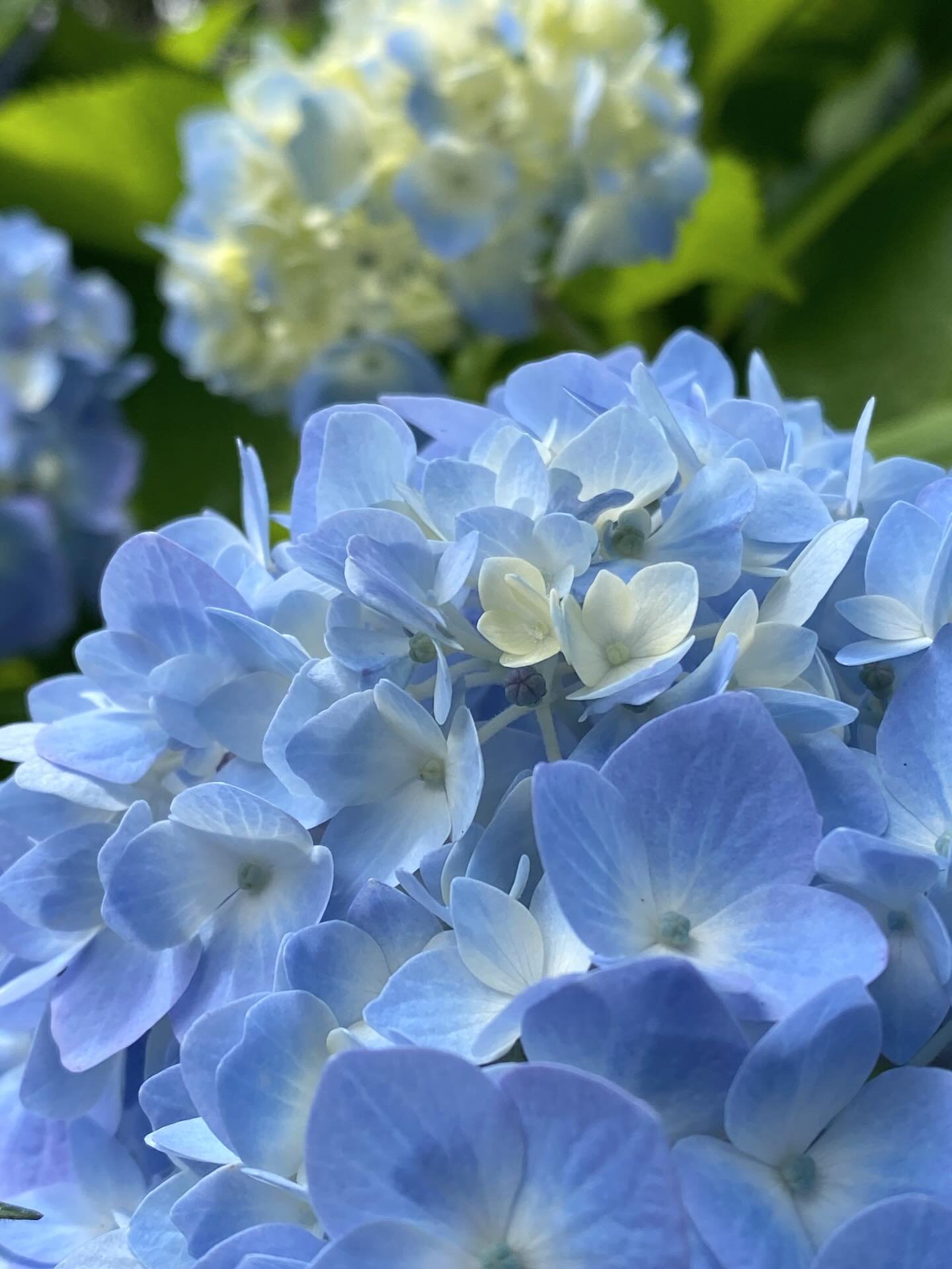 梅雨があっという間に終わった？

#irodori_baby #花6月 #カラフル #自然色 #naturalcolors #flower #はなのある生活 #はなのあるくらし #花のある生活 #花のある暮らし