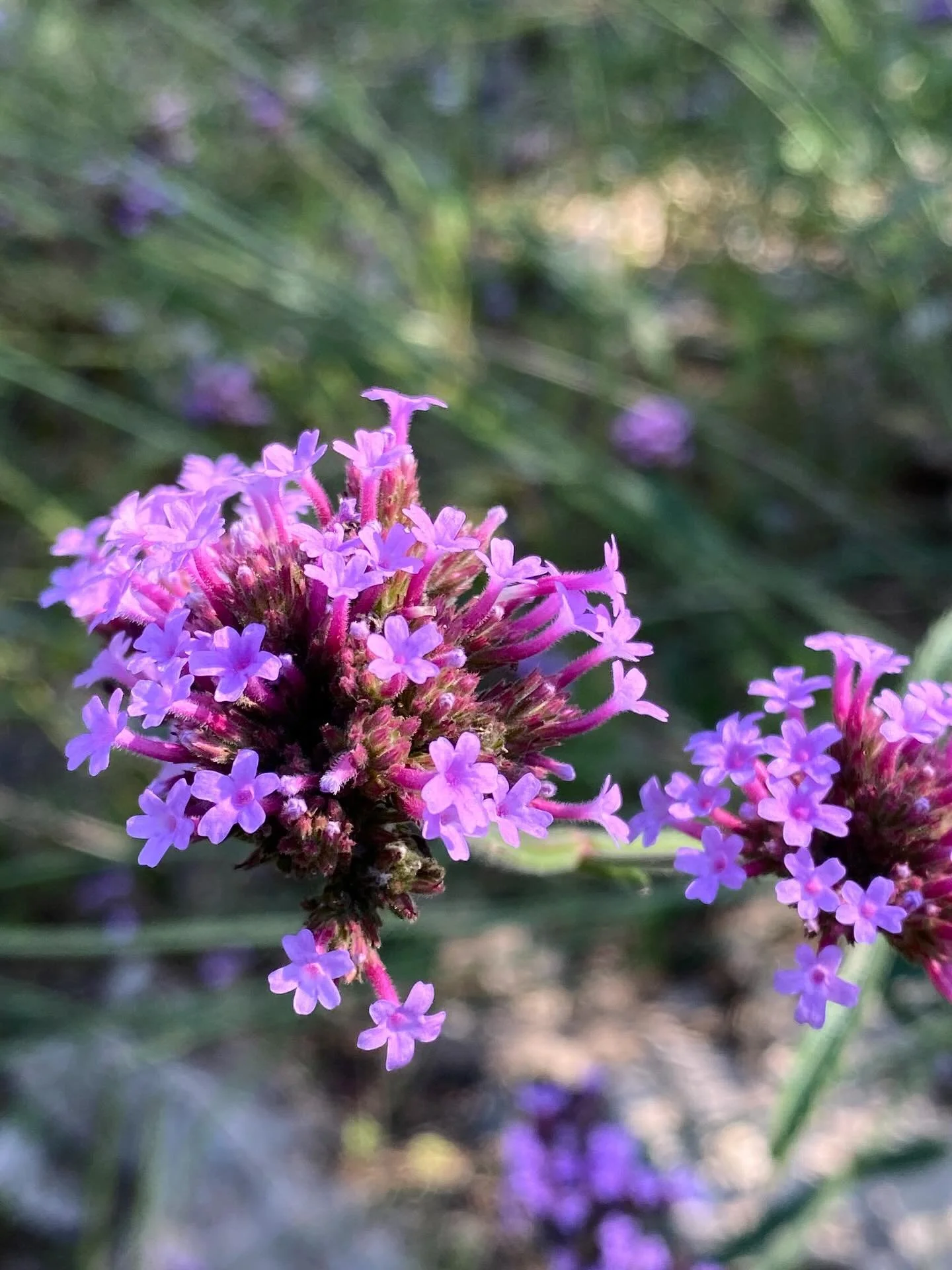 この1ヶ月で急激に秋へ
しっとりとした秋の長雨で
秋ジャガがスクスク育ってます

#irodori_baby #花 #10月 #カラフル #自然色 #naturalcolors #flower #はなのある生活 #はなのあるくらし #花のある生活 #花のある暮らし