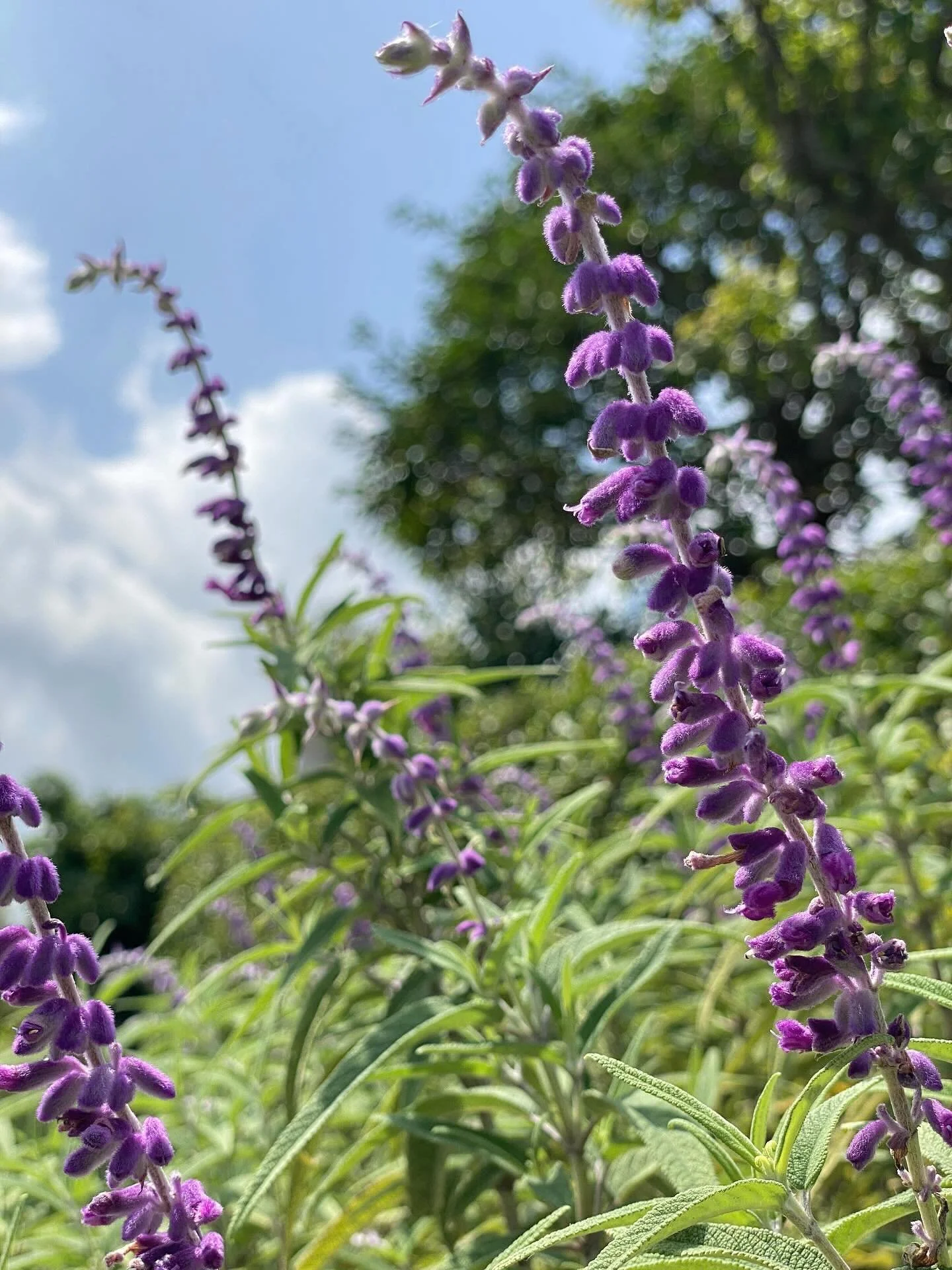 日差しは夏真っ盛りだけど
少しずつ
香りは秋めいてきてる暑

#irodori_baby #花 #9月 #カラフル #自然色 #naturalcolors #flower #はなのある生活 #はなのあるくらし #花のある生活 #花のある暮らし