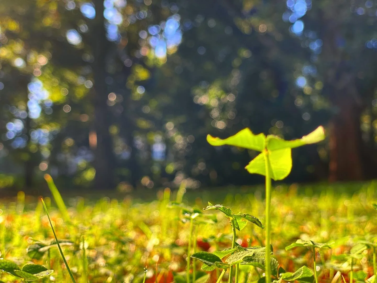 昼夜の寒暖差が激しいから
余計に朝晩の空気の澄み具合が
心地よい

#irodori_baby #花 #11月 #カラフル #自然色 #naturalcolors #flower #はなのある生活 #はなのあるくらし #花のある生活 #花のある暮らし