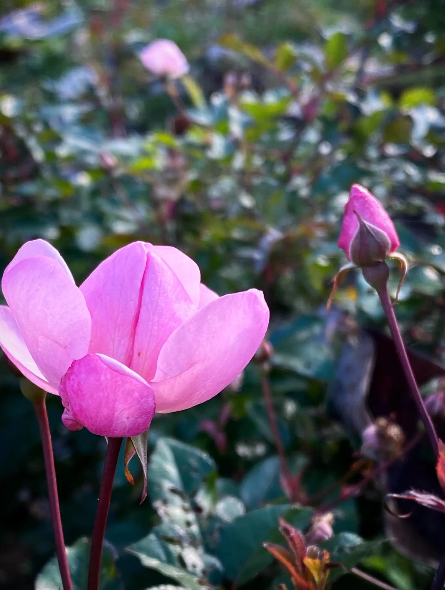 昼間でも風が冷んやり
そんな中でも咲いているお花が
たくましい

#irodori_baby #花 #12月 #カラフル #自然色 naturalcolors flower はなのある生活 はなのあるくらし 花のある生活 花のある暮らし