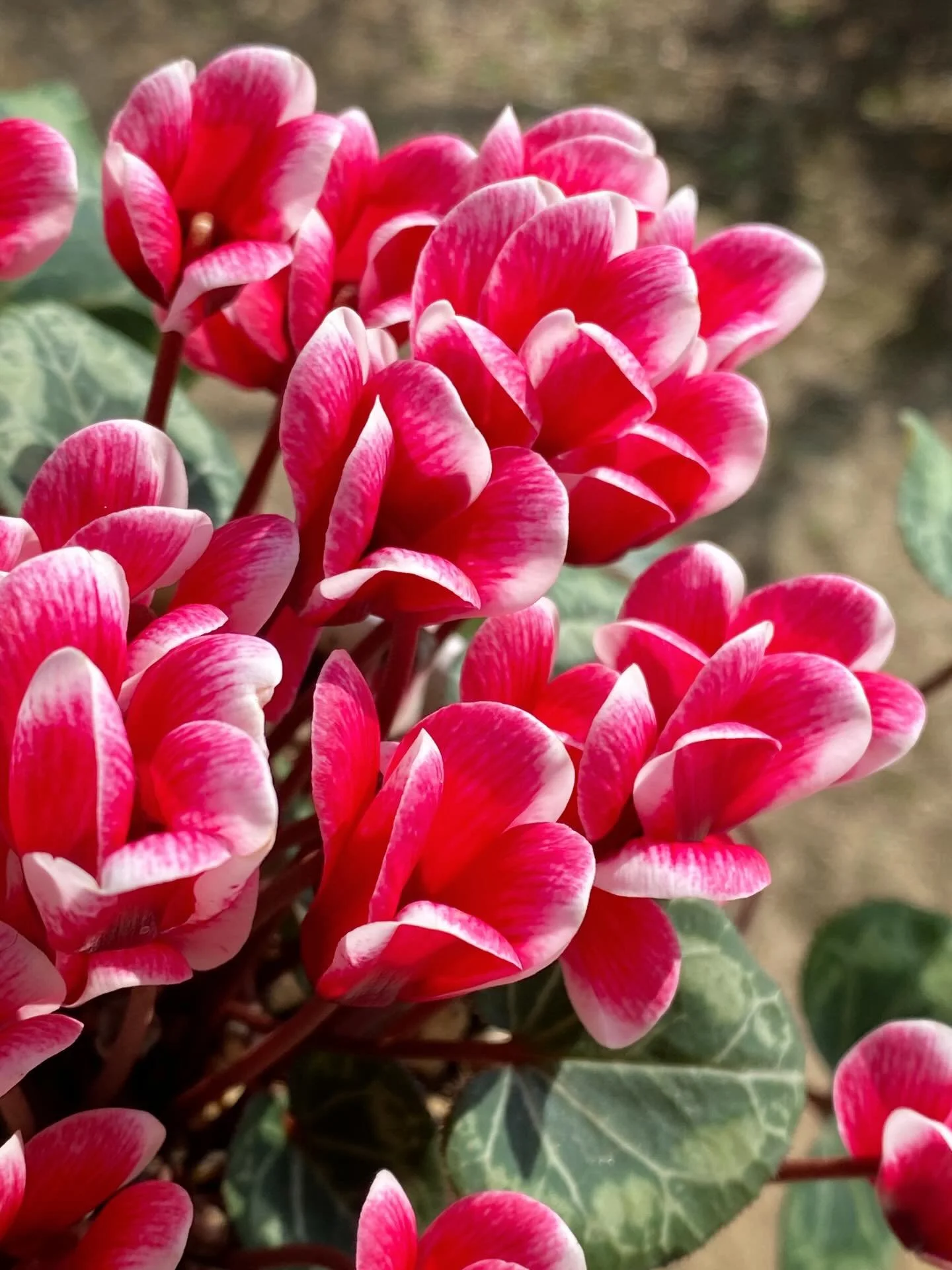 急に寒くなったりあたたかくなったり
カラダがびっくり

#irodori_baby #花 #2月 #カラフル #自然色 naturalcolors flower はなのある生活 はなのあるくらし 花のある生活 花のある暮らし