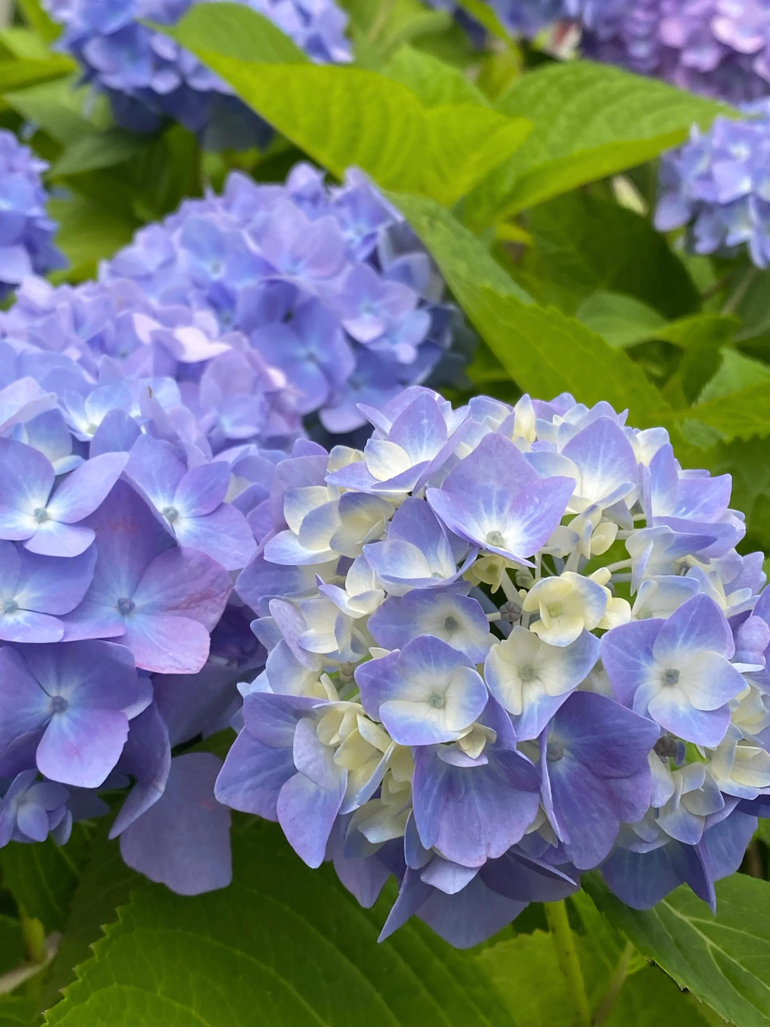 今年はしっかりとした梅雨らしさ
夏野菜は少し元気がなくなったけど
また日差しが出てくるとぐんぐん伸びていく

#irodori_baby #花 #6月 #カラフル #自然色 naturalcolors flower はなのある生活 はなのあるくらし 花のある生活 花のある暮らし