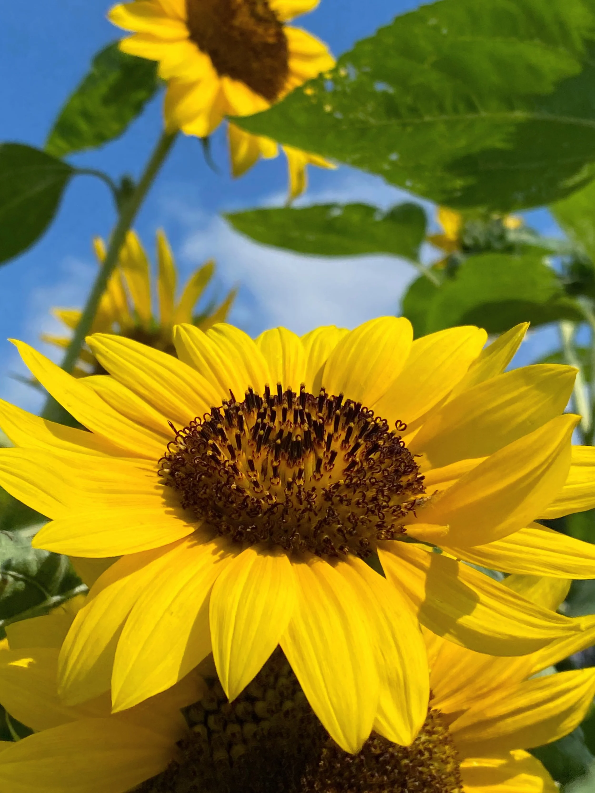 一気に夏真っ盛り

#irodori_baby #花 #7月 #カラフル #自然色 naturalcolors flower はなのある生活 はなのあるくらし 花のある生活 花のある暮らし