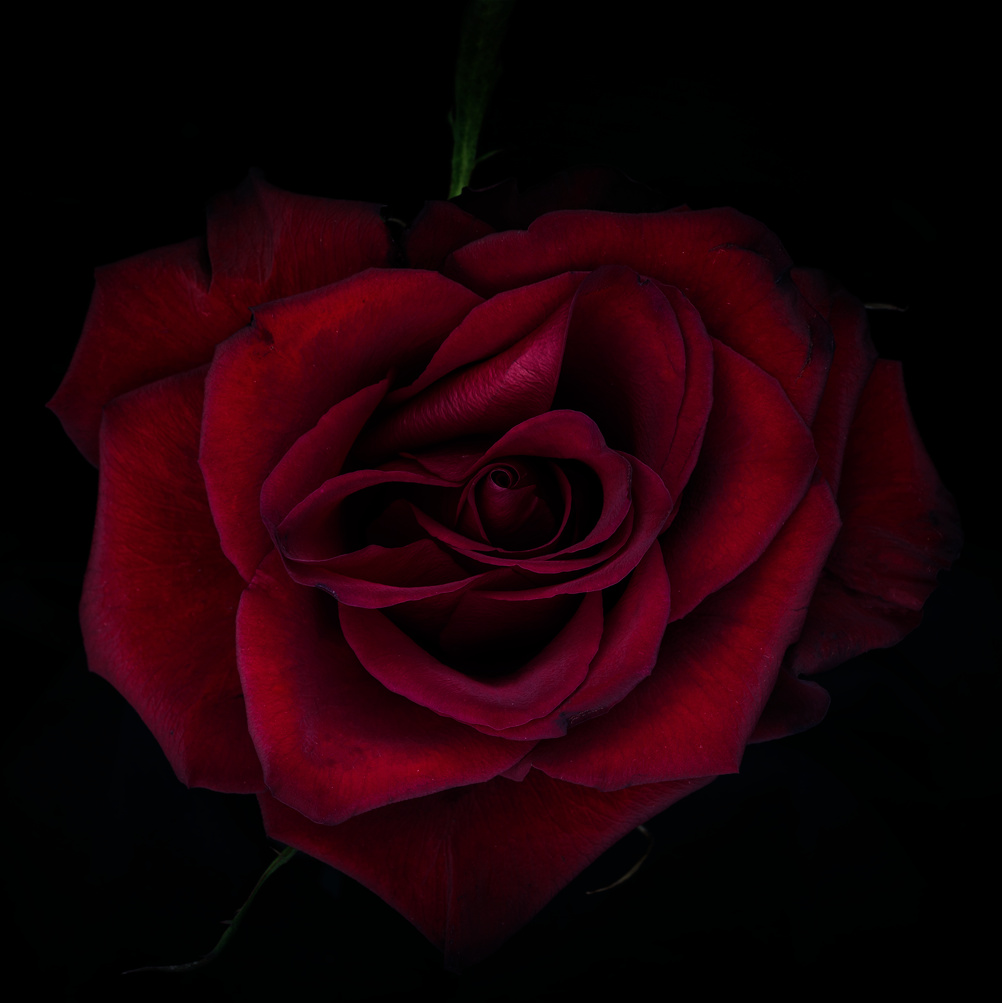 heart red rose.png